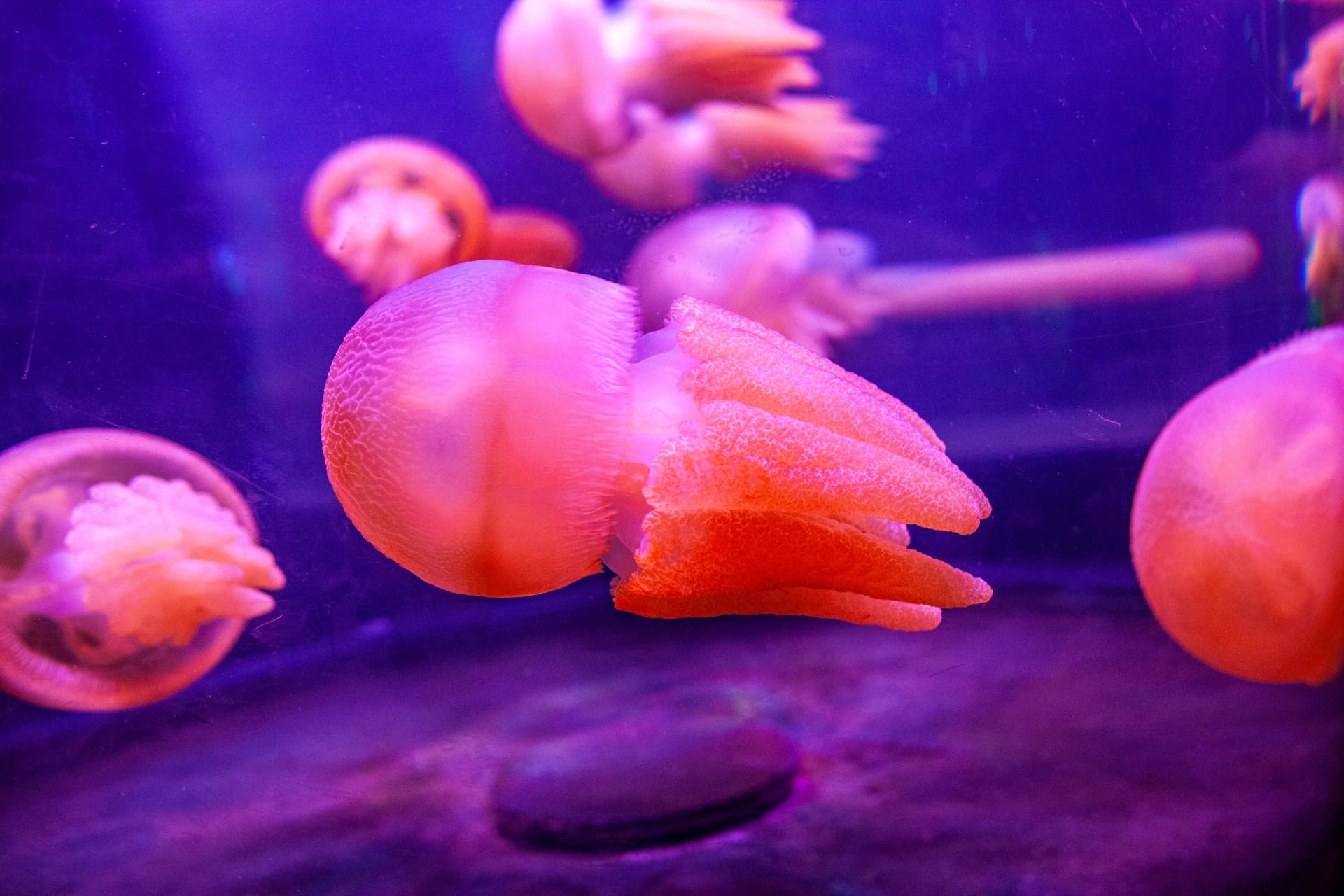 SEA LIFE Sydney Aquarium Direct Entry Ticket - სურათი 12