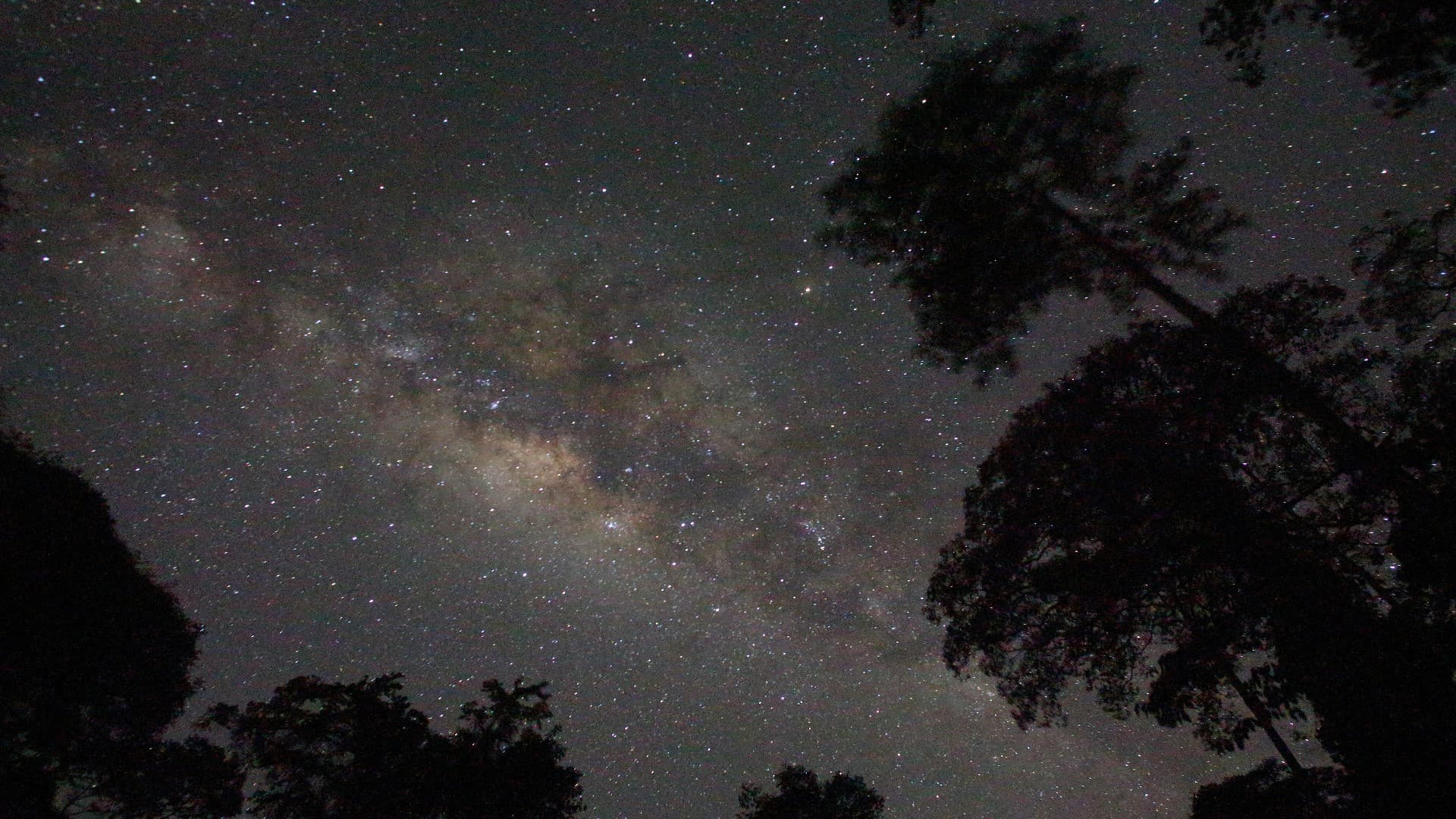 Guided Evening Rainforest Walk and Glow Worms Experience from Gold Coast - სურათი 3