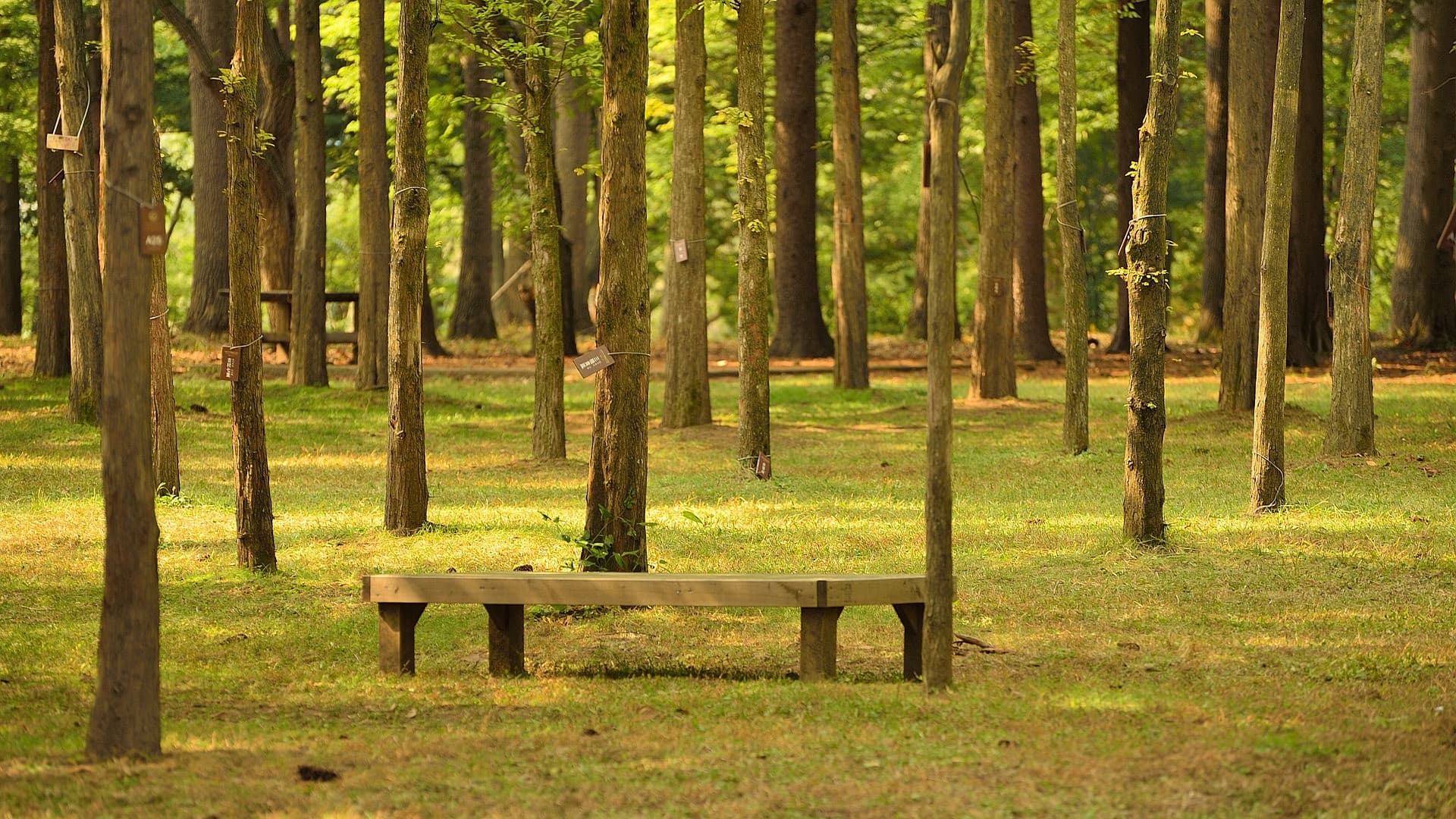 Nami Island, Petite France, Italian Village, and Gangchon Rail Bike Tour from Seoul - სურათი 7