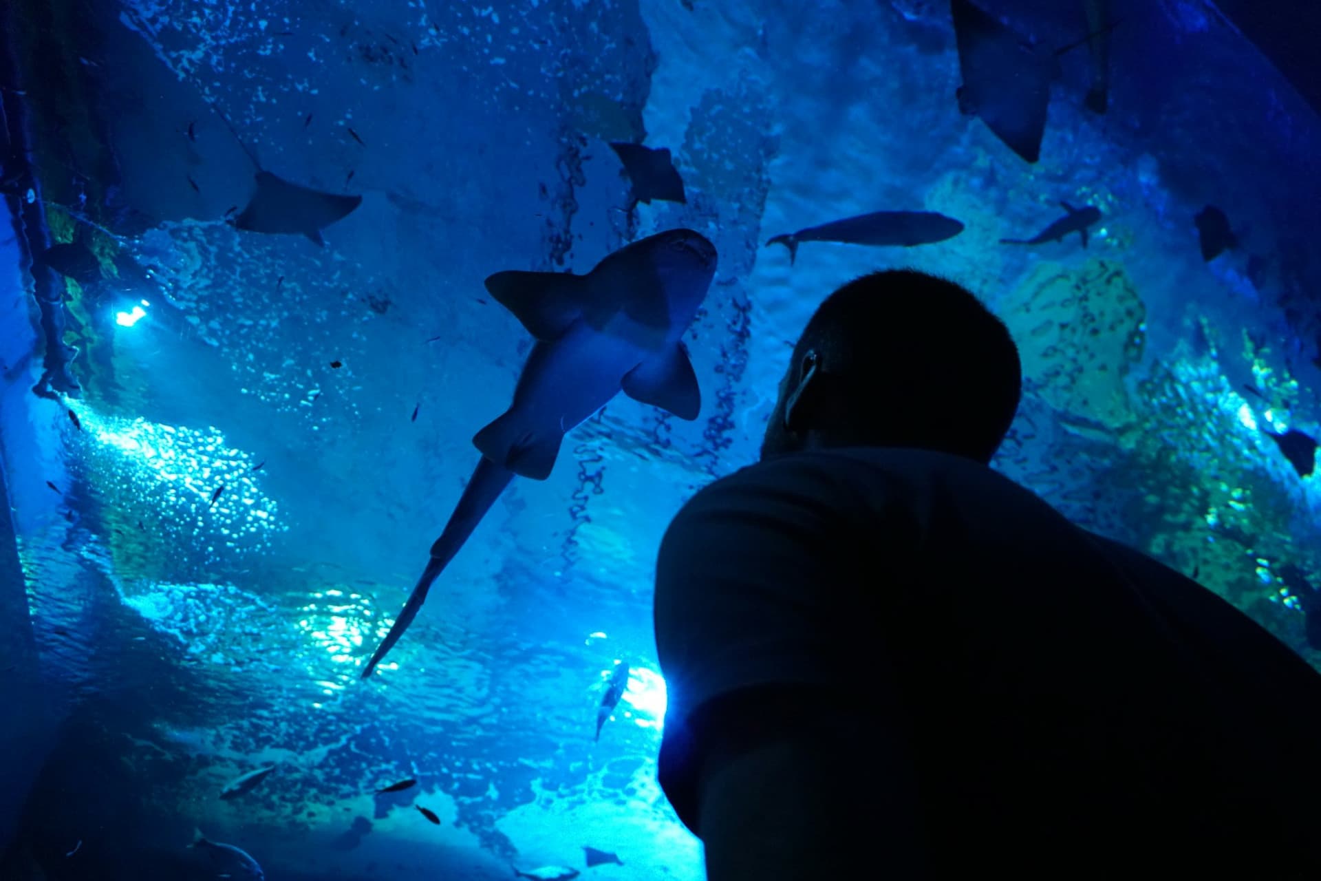 Seville Aquarium Ticket - მთავარი სურათი