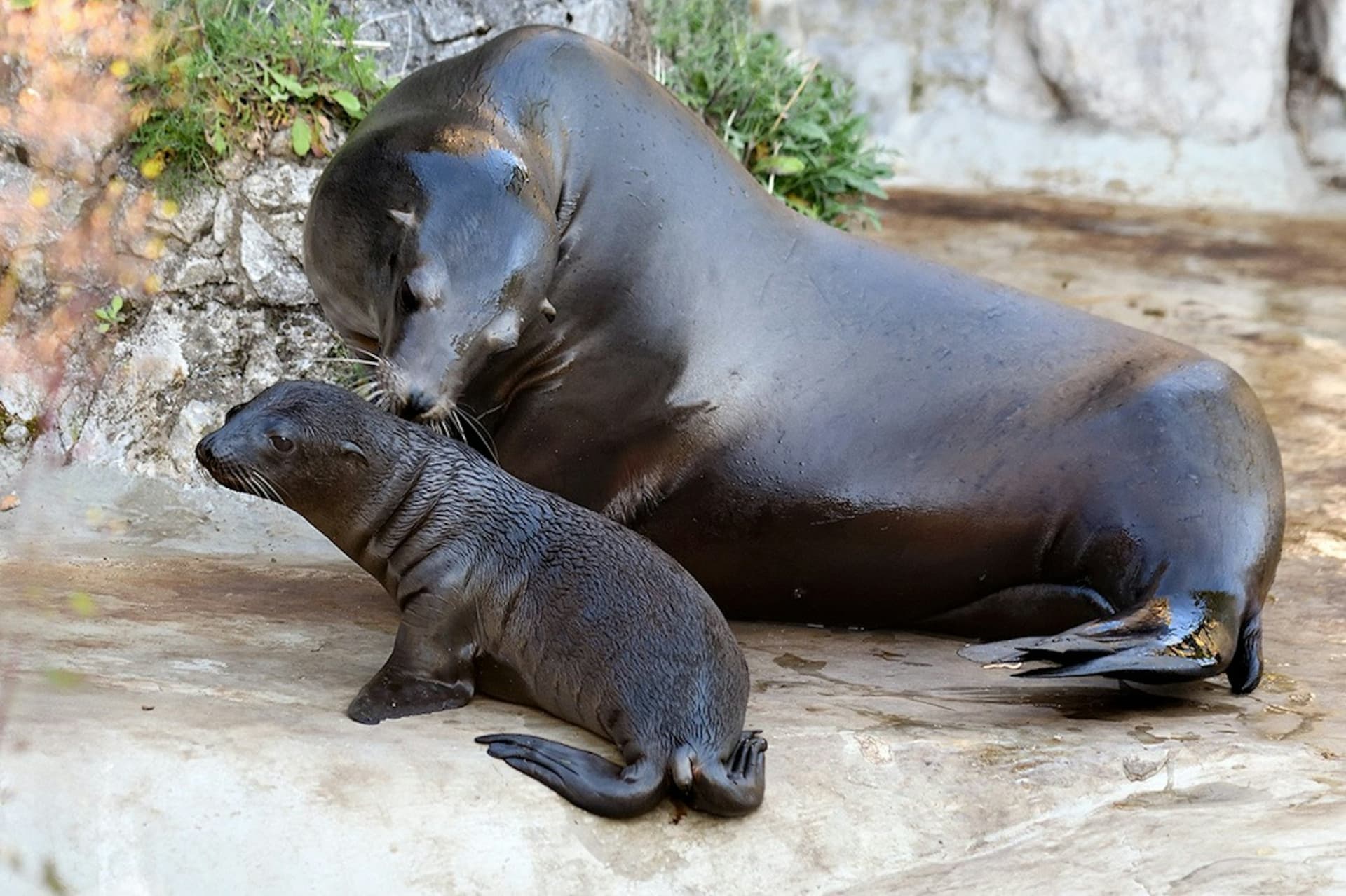 Cologne Zoo & Aquarium Ticket - სურათი 8