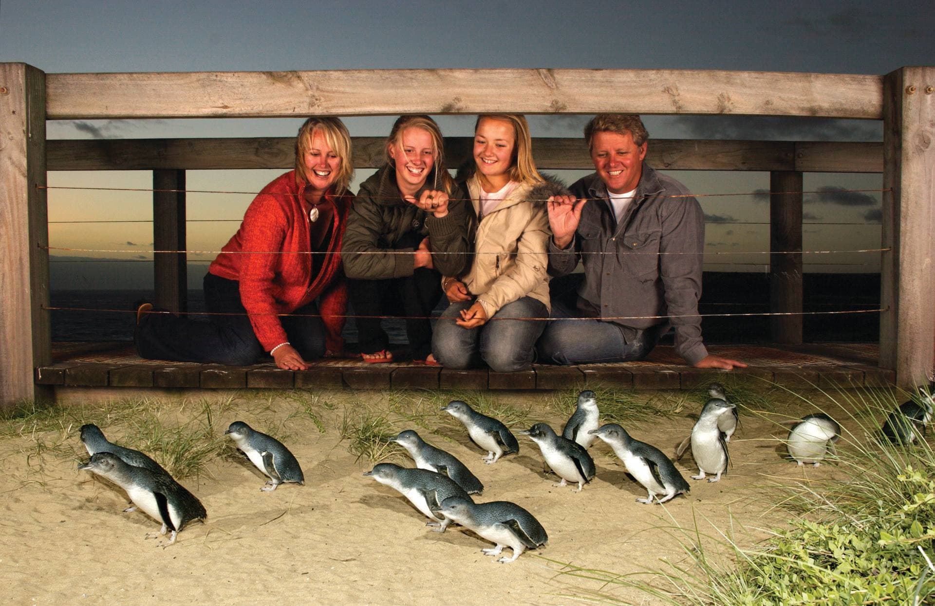 Phillip Island Nature Parks - Three-Park Pass - სურათი 4