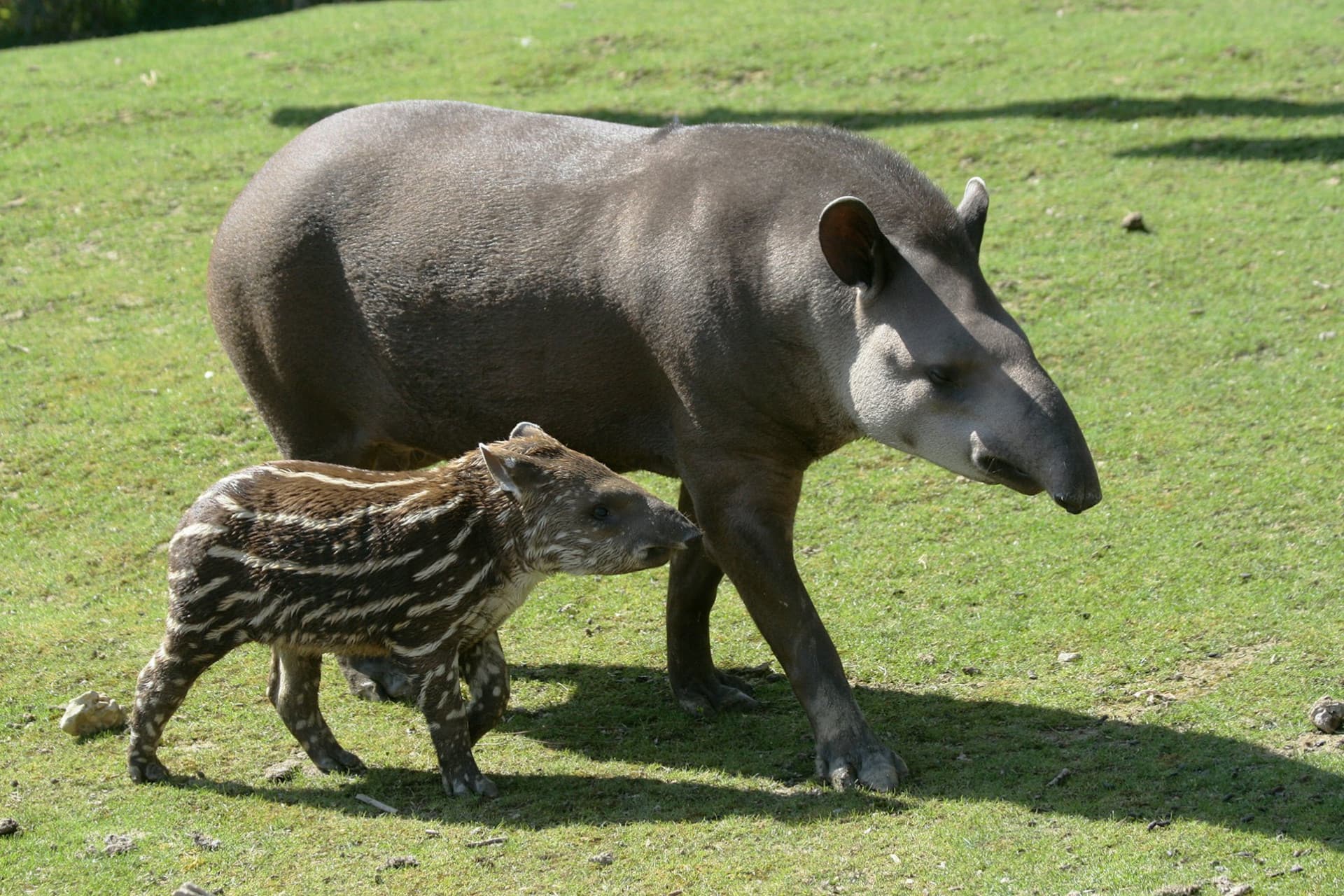 ZooParc de Beauval Ticket - სურათი 9
