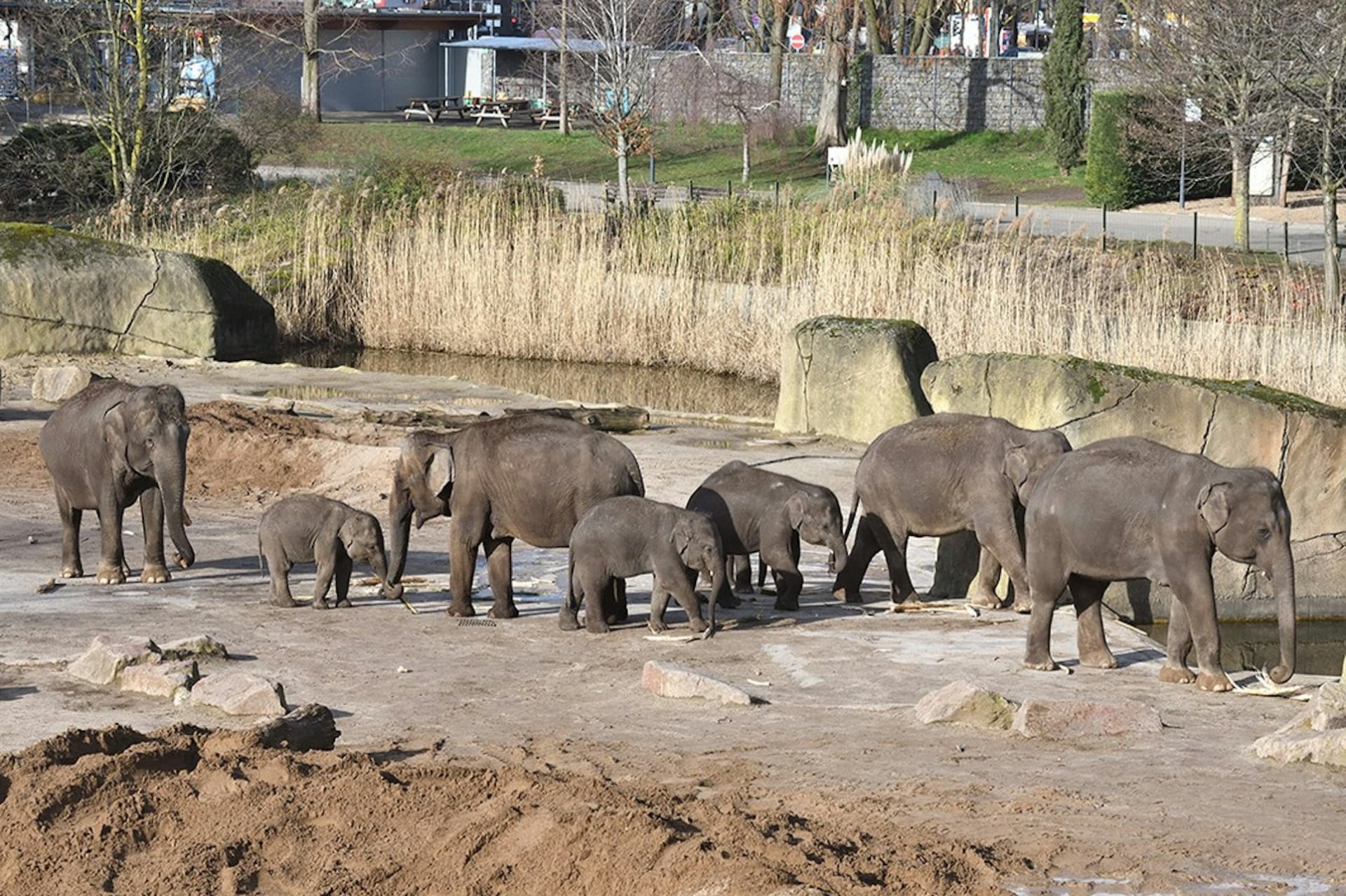 Cologne Zoo & Aquarium Ticket - სურათი 2