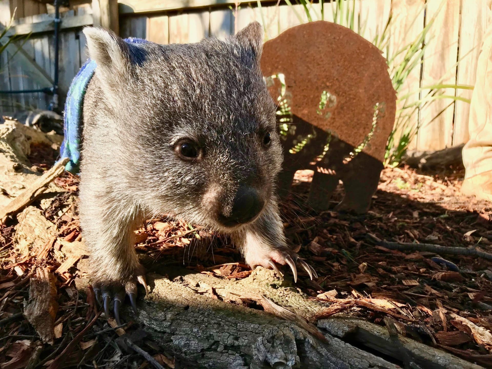 Bonorong Wildlife Sanctuary and Hobart City Tour - სურათი 20
