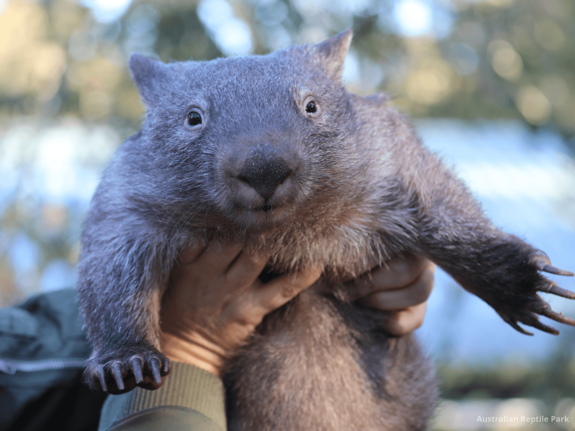 Australian Reptile Park - სურათი 50
