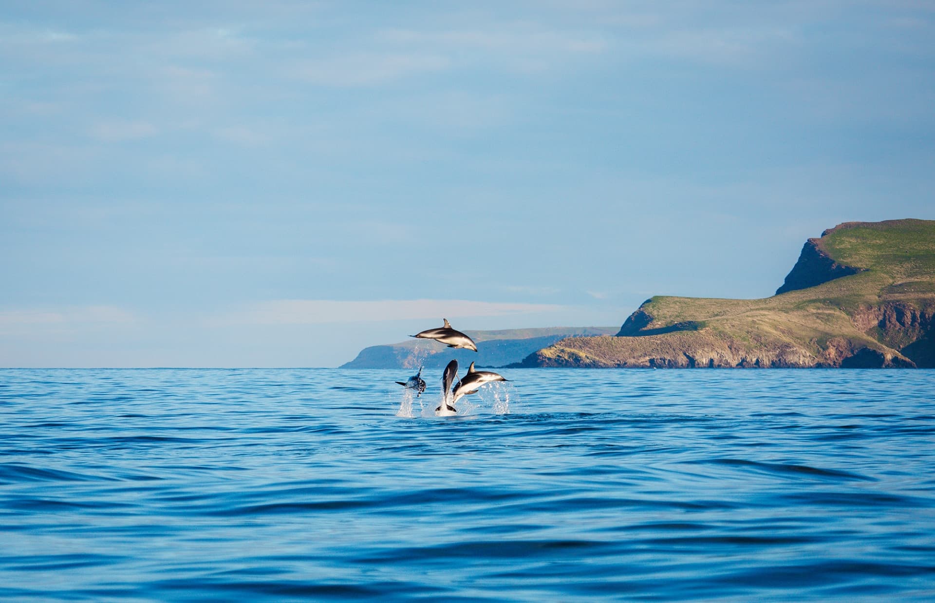 Monarch Wildlife Cruise and Peninsula Encounter Tour - სურათი 10