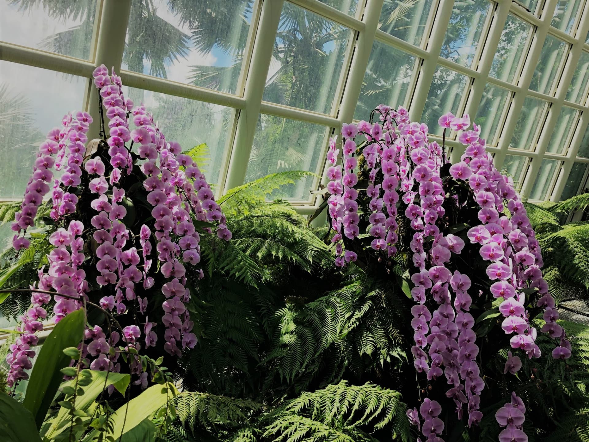 National Orchid Garden Ticket - სურათი 10