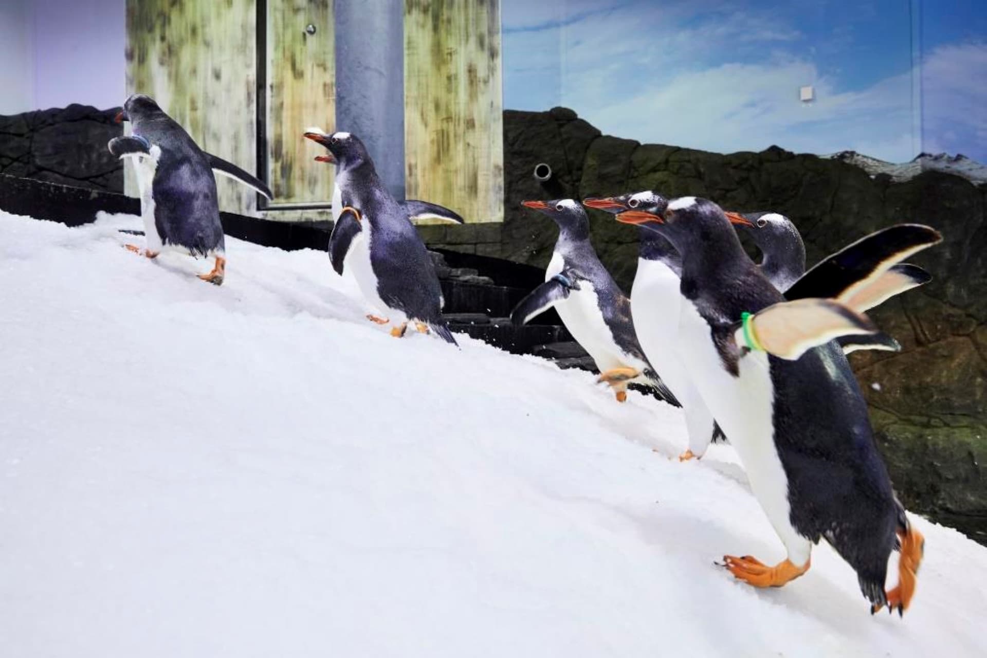 SEA LIFE Sydney Aquarium Direct Entry Ticket - სურათი 15