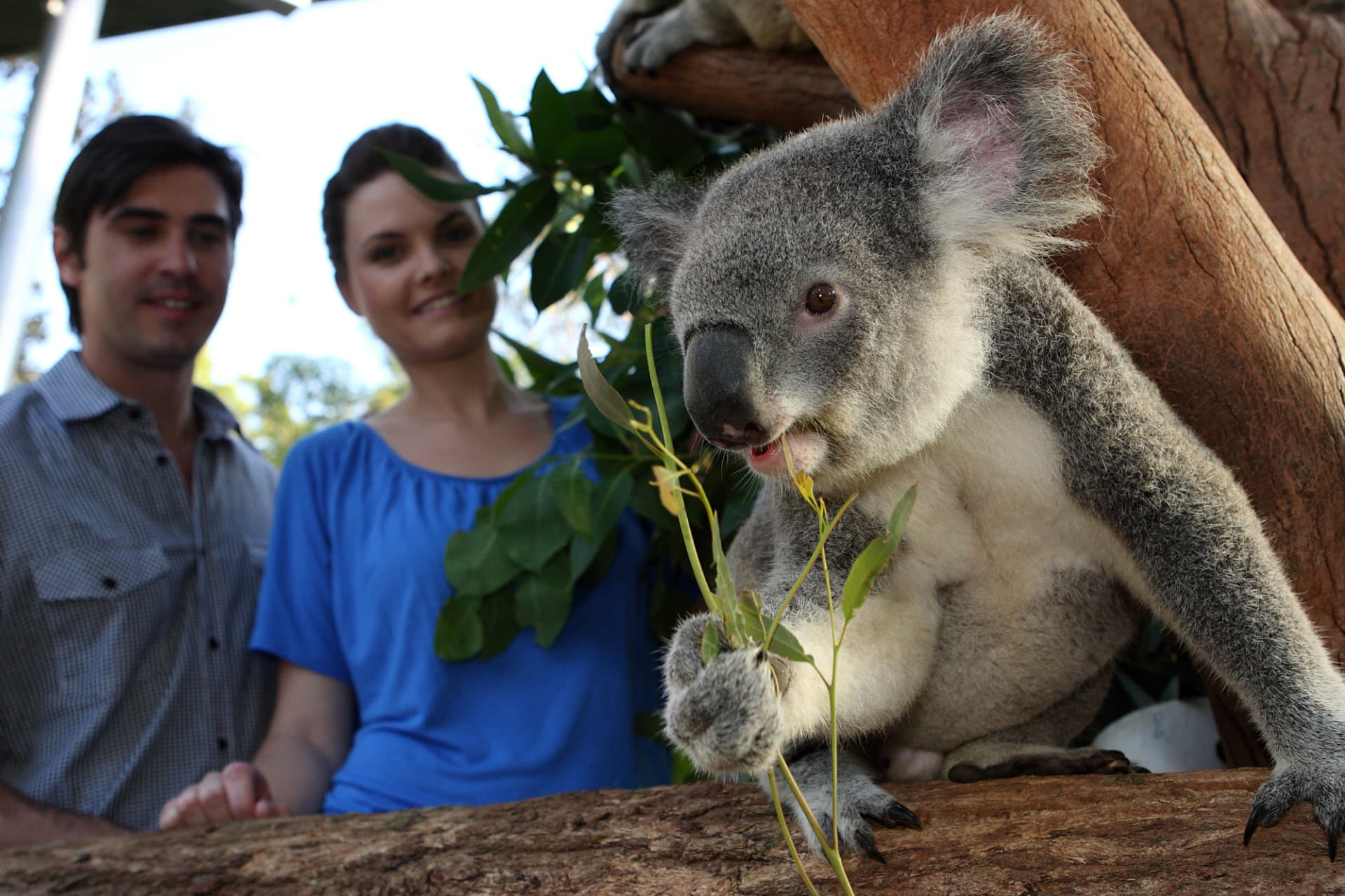 Go City Sydney Essentials Pass: 3 Attractions - სურათი 4