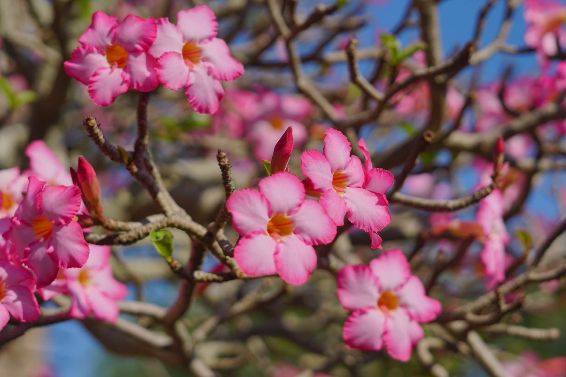Nong Nooch Tropical Garden Ticket - სურათი 8