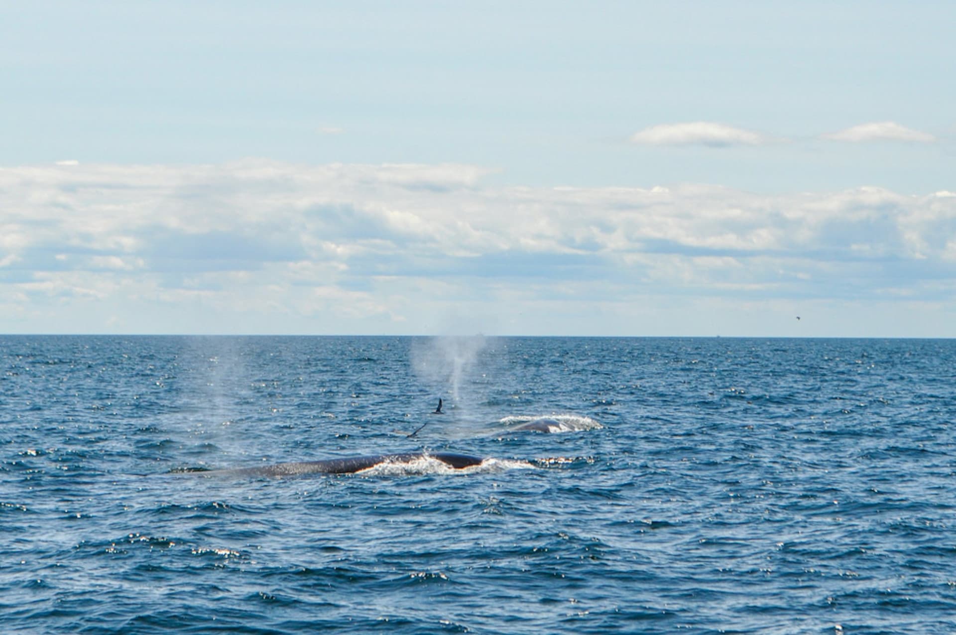 Boston Harbor Whale Watch Cruise - მთავარი სურათი