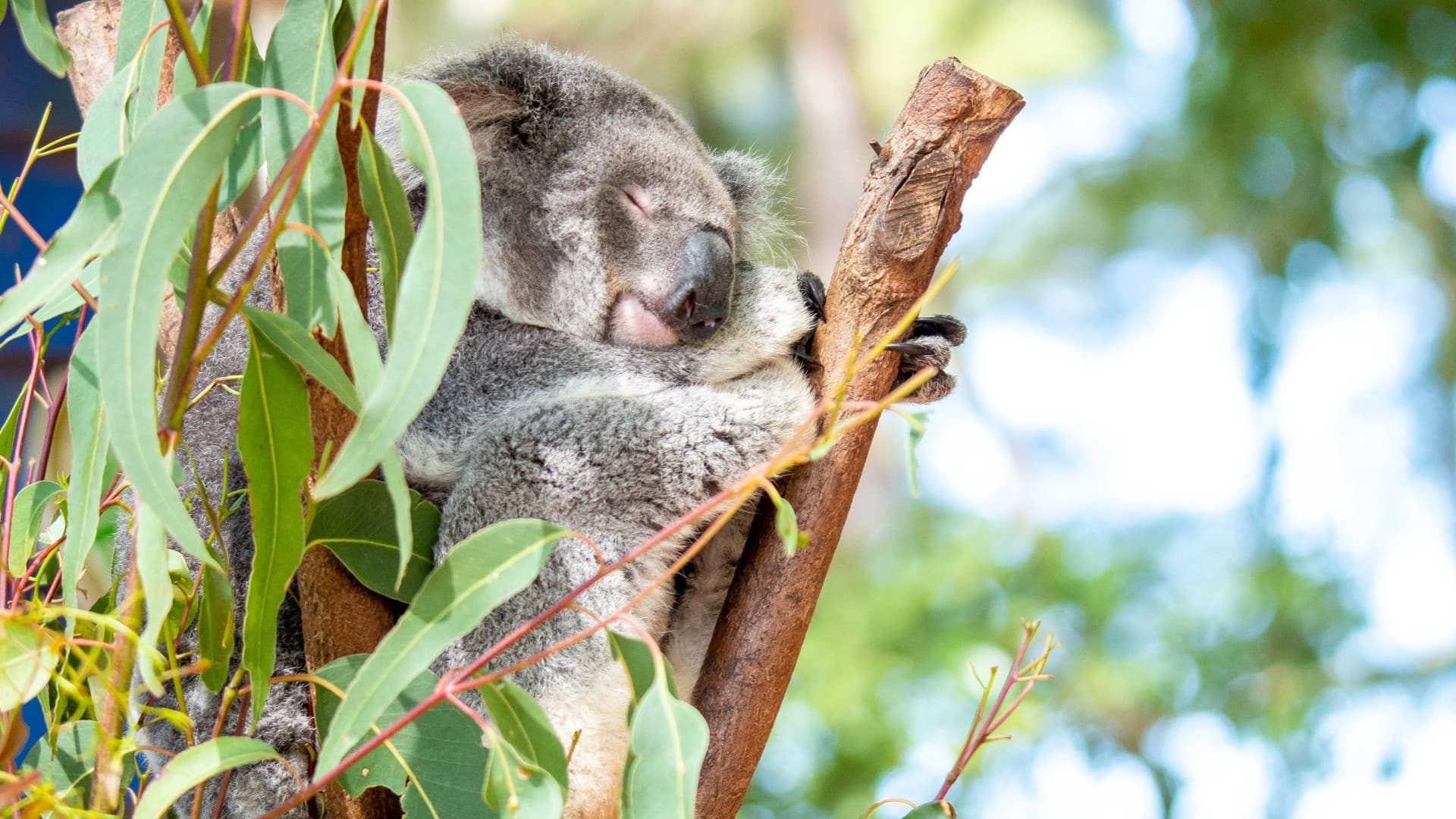 Dreamworld, WhiteWater World, and SkyPoint Gold Coast Multi-day Ticket - სურათი 4