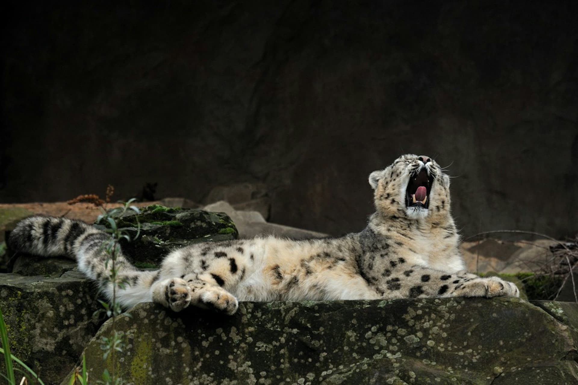 Cologne Zoo & Aquarium Ticket - სურათი 13
