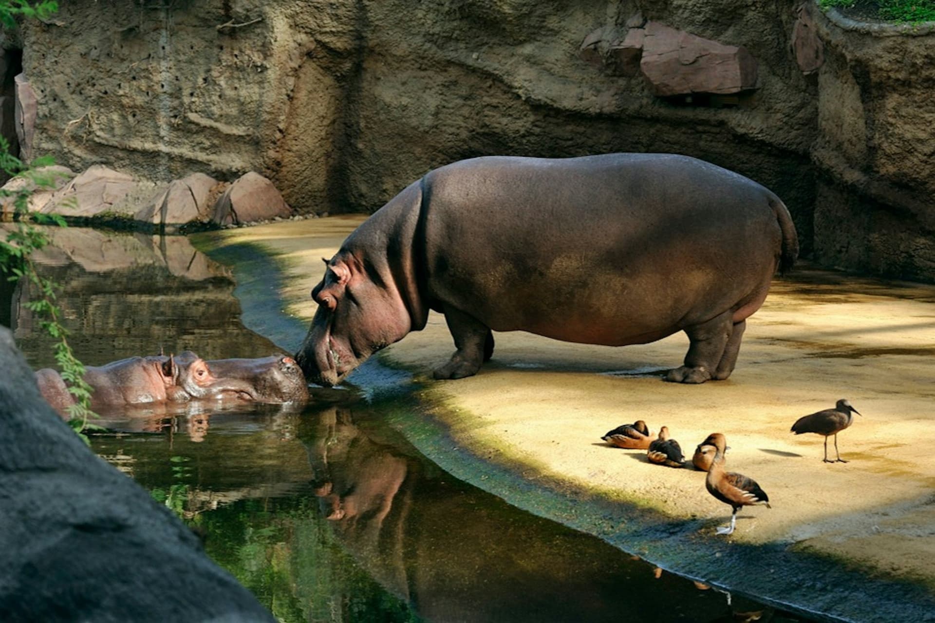 Cologne Zoo & Aquarium Ticket - სურათი 3