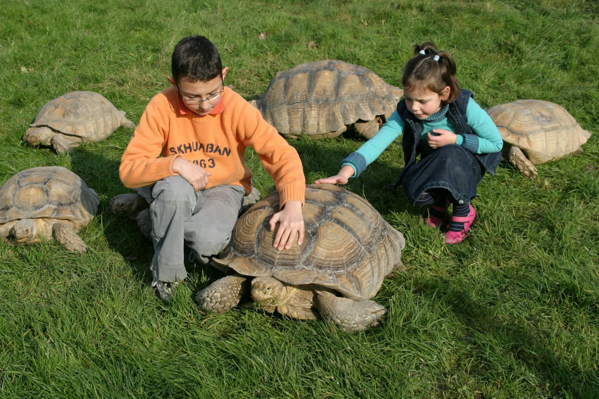 Alligator Bay Ticket - სურათი 5