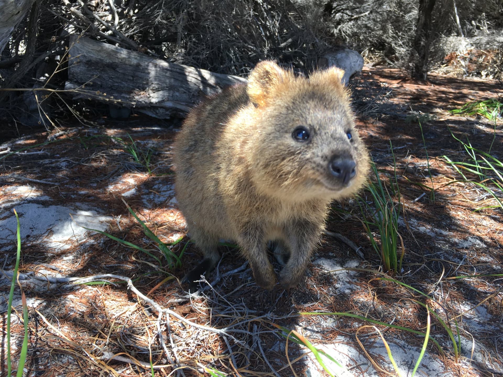 Rottnest Island Fortress Adventure Segway Tour with Round Trip SeaLink Ferry Transfer - სურათი 2
