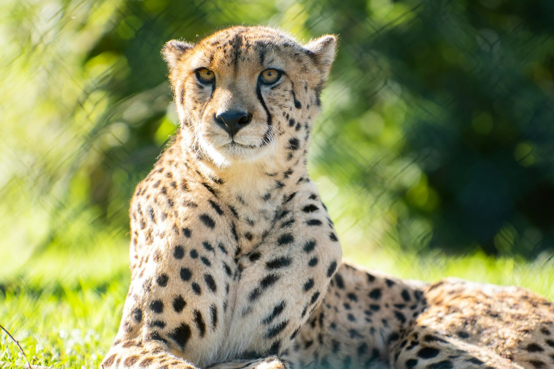 Zoo Santo Inácio Ticket - სურათი 13