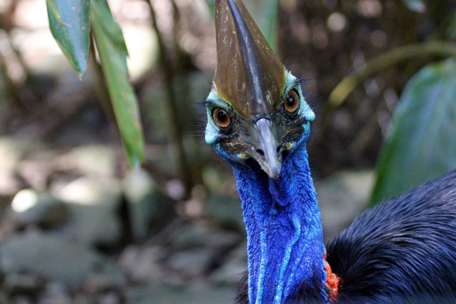 Cape Tribulation and Daintree Wilderness Full-Day Tour - სურათი 6