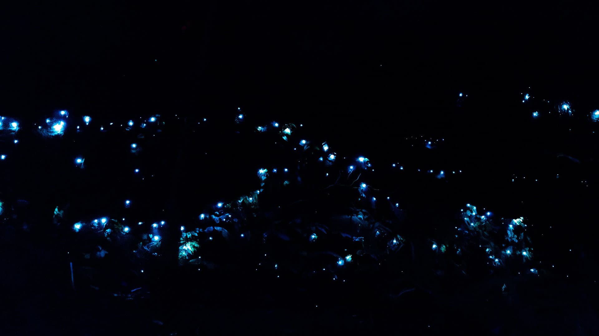 Guided Evening Rainforest Walk and Glow Worms Experience from Gold Coast - სურათი 10