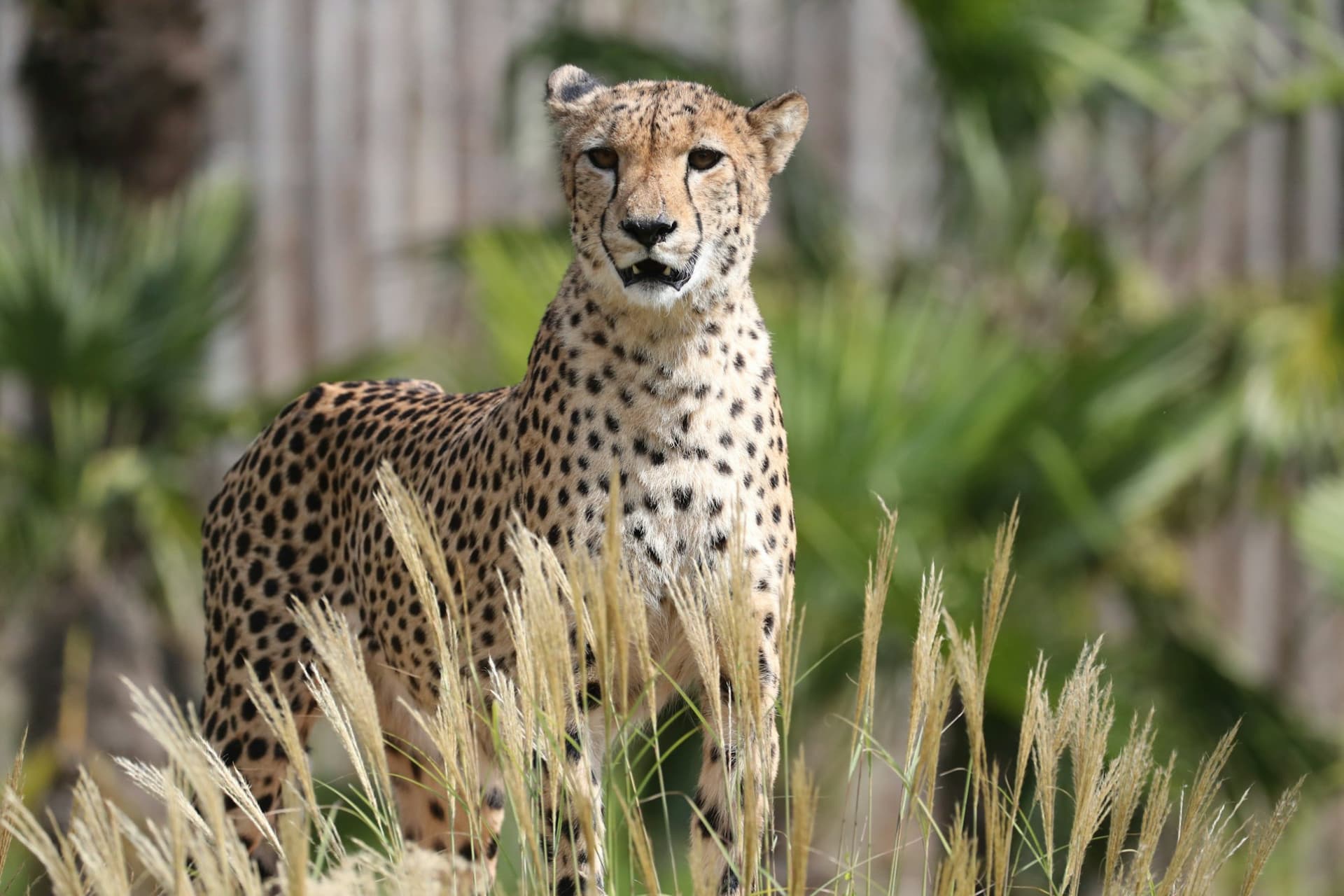 ZooParc de Beauval Ticket - სურათი 10