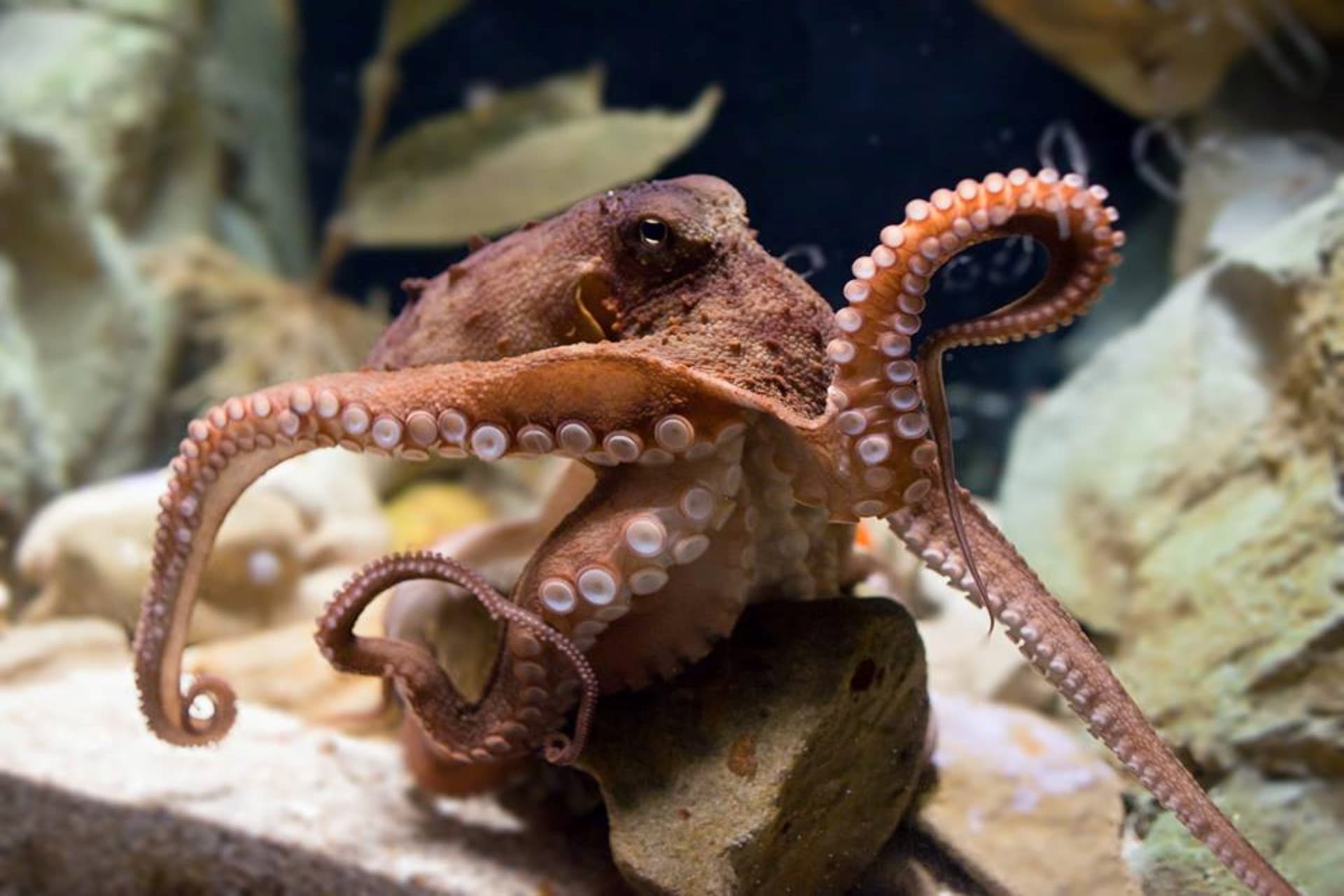 SEA LIFE Sydney Aquarium Direct Entry Ticket - სურათი 13