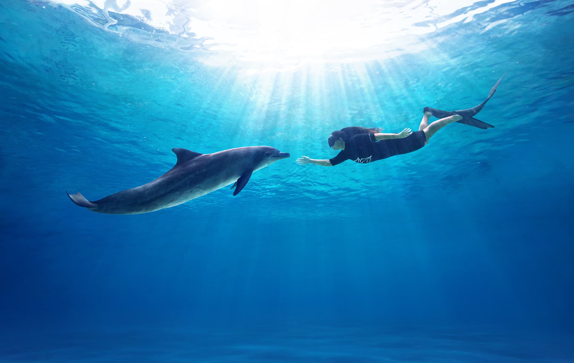 Dolphin Experiences at Marine Mammal Habitat Sentosa - მთავარი სურათი
