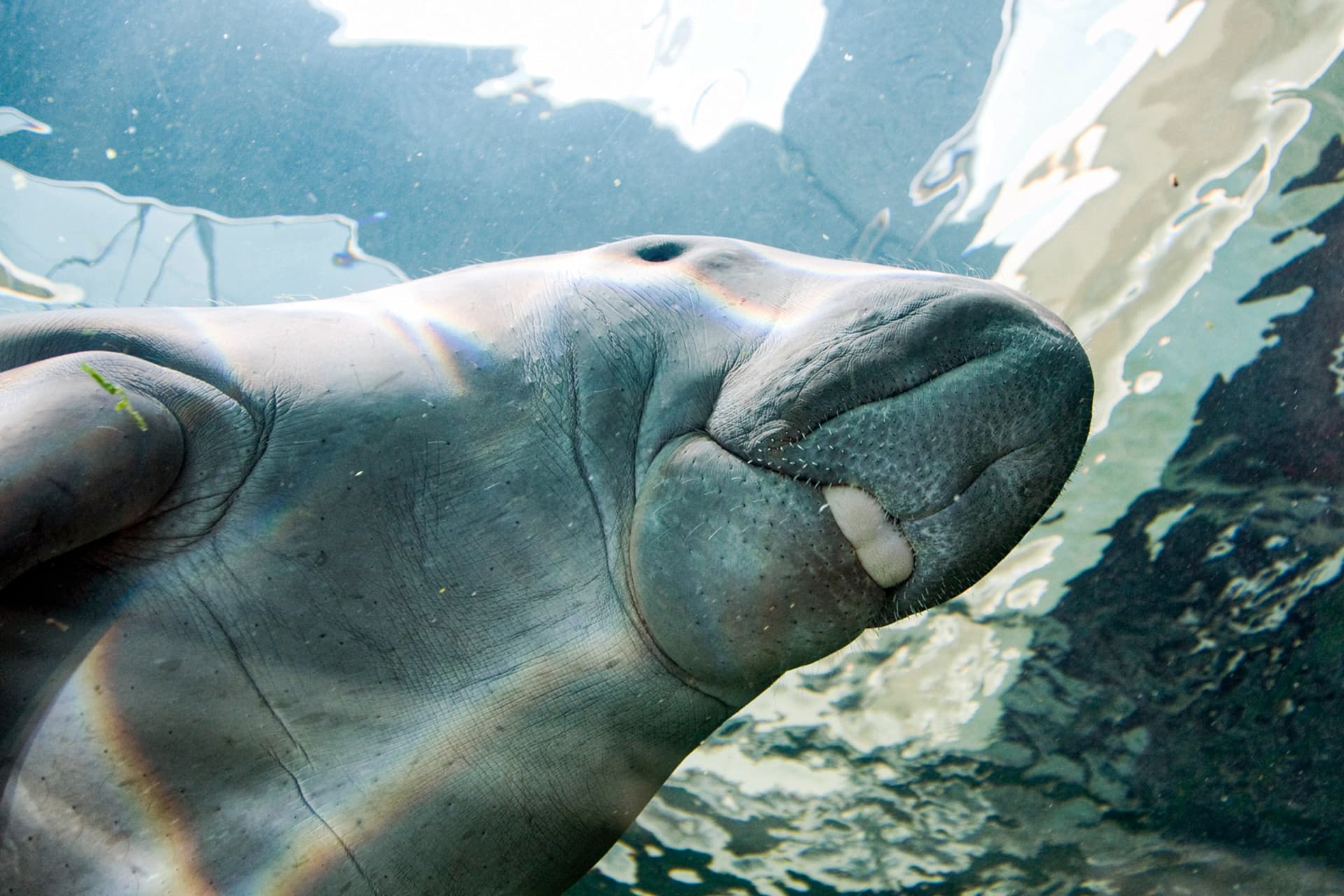 SEA LIFE Sydney Aquarium Direct Entry Ticket - სურათი 10