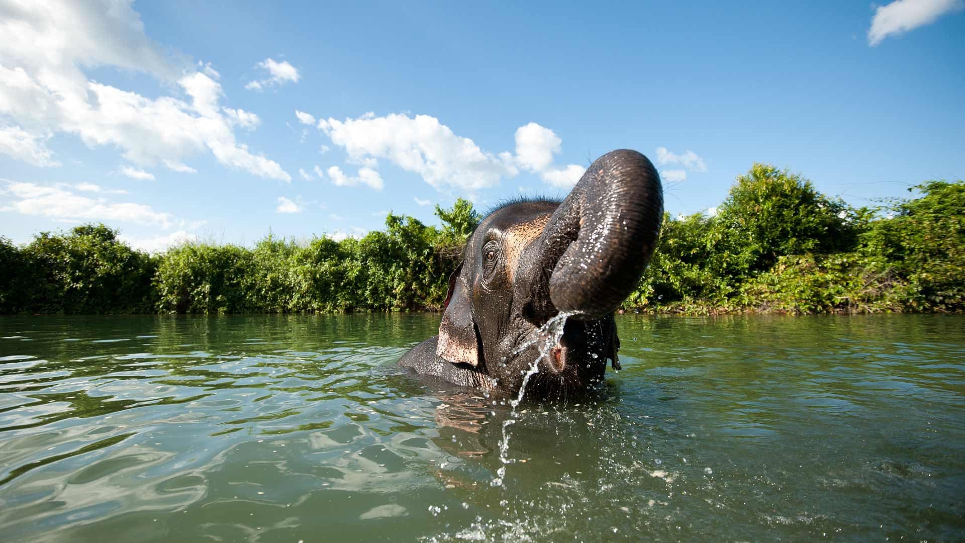 Elephant Jungle Sanctuary Chiang Mai - სურათი 2