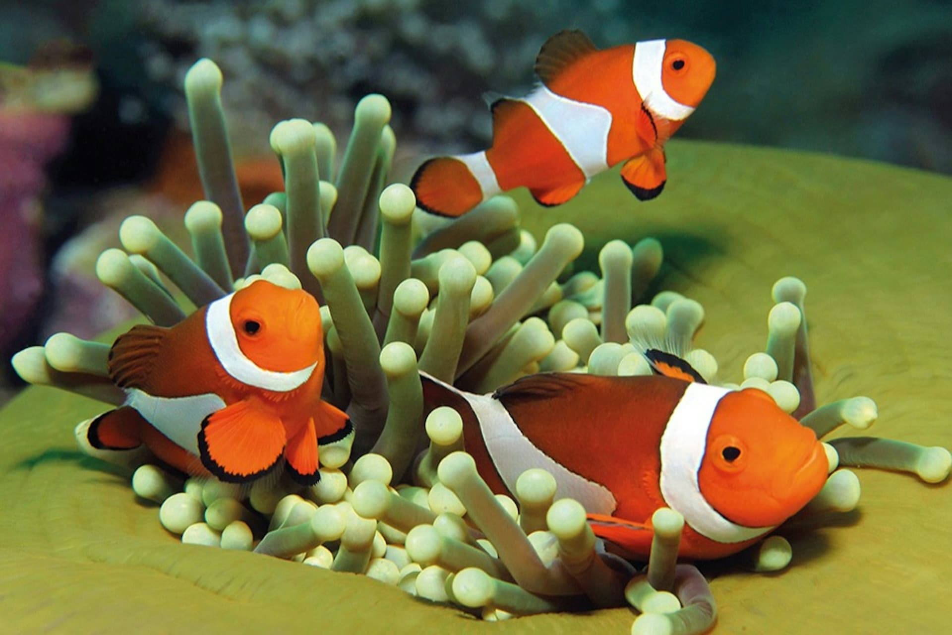 Palma Aquarium: Skip The Line Ticket + Optional 3D Cinema Aquadome - სურათი 16