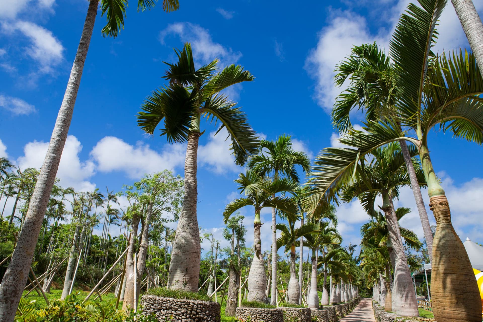 Okinawa Southeast Botanical Gardens - სურათი 6