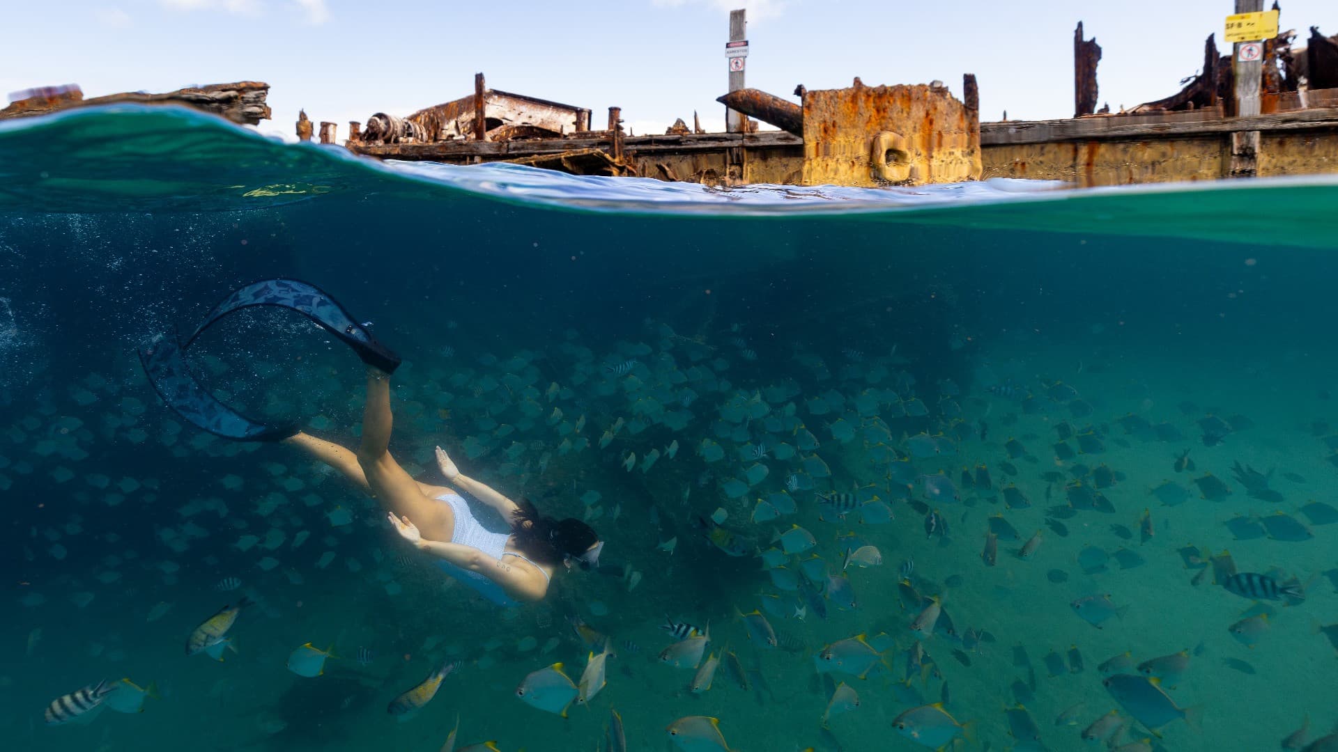 Tangalooma Wrecks & Dolphin Cruise Optional Round transfer from Brisbane City and Gold Coast - სურათი 11