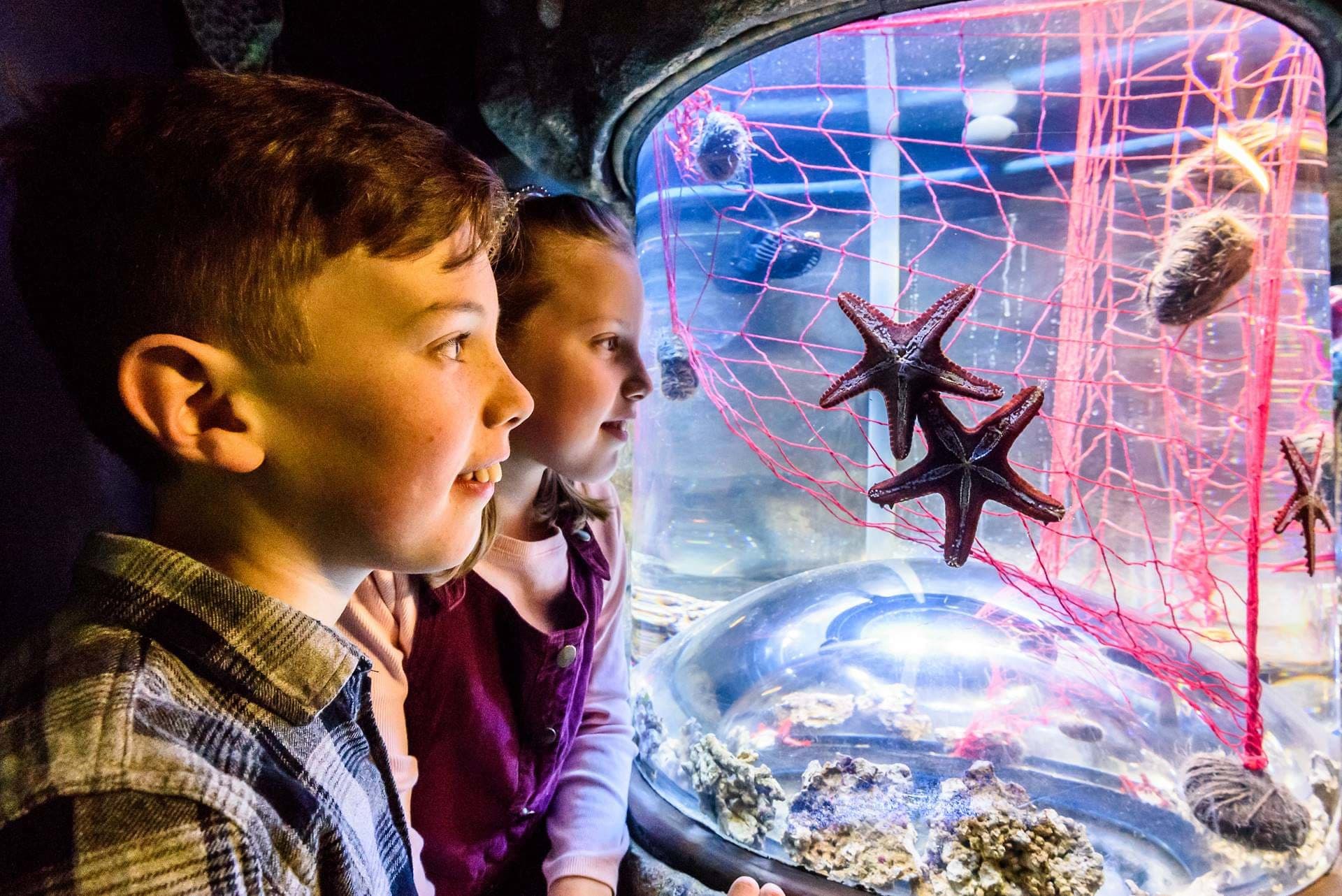 SEA LIFE Brighton Ticket - სურათი 7