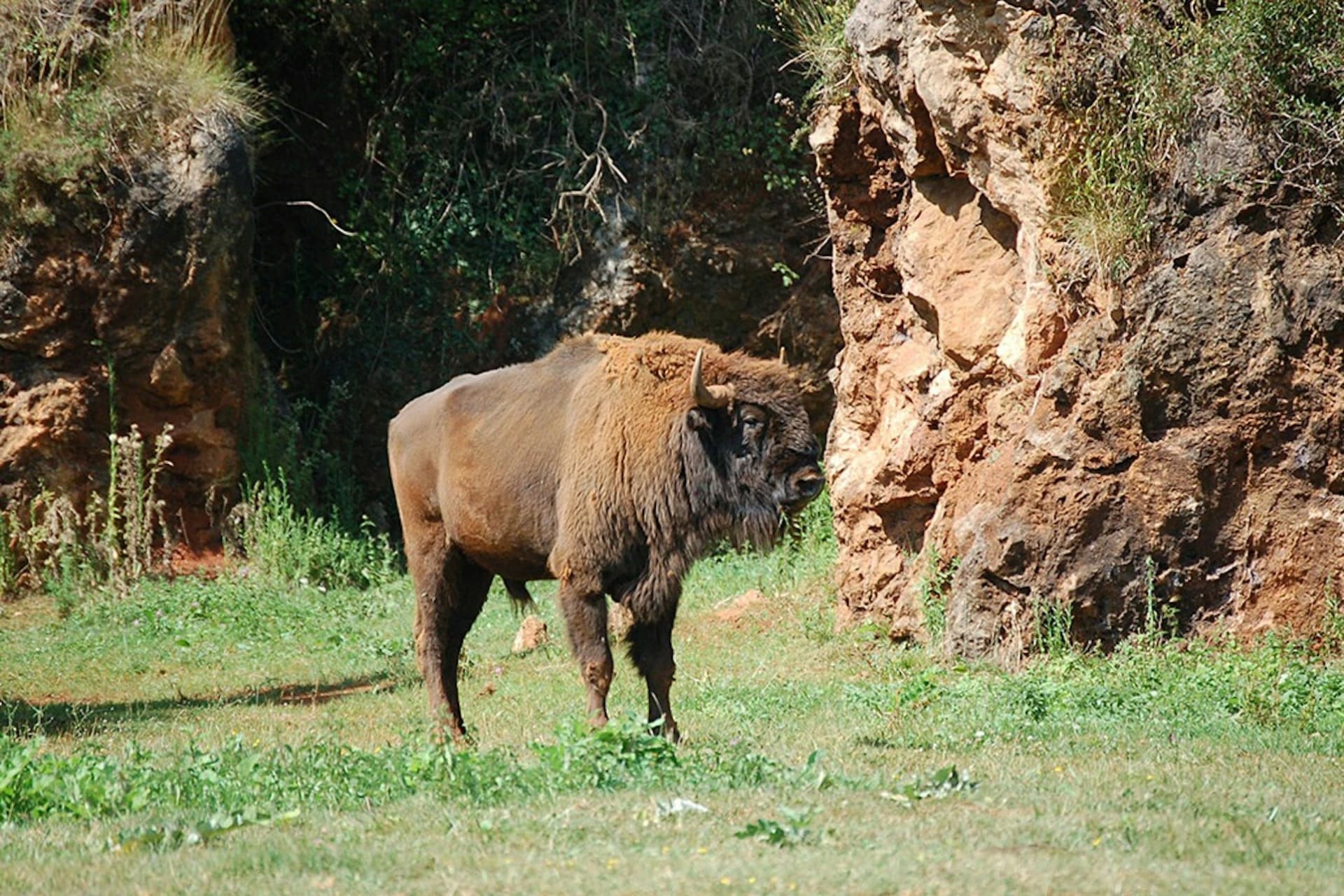 Cabárceno Nature Park Ticket + Cable Car - სურათი 4