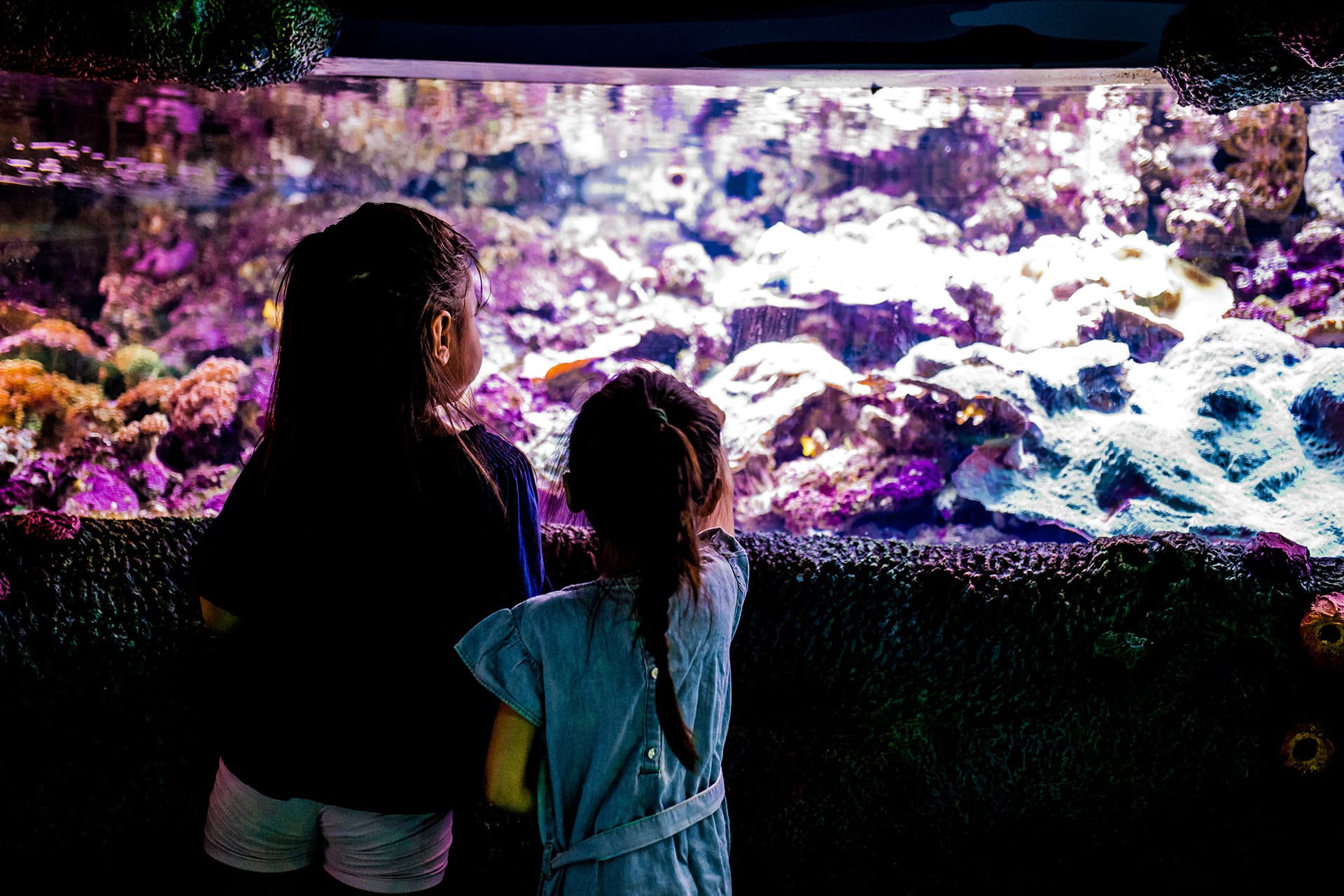 SEA LIFE Sydney Aquarium Direct Entry Ticket - სურათი 4
