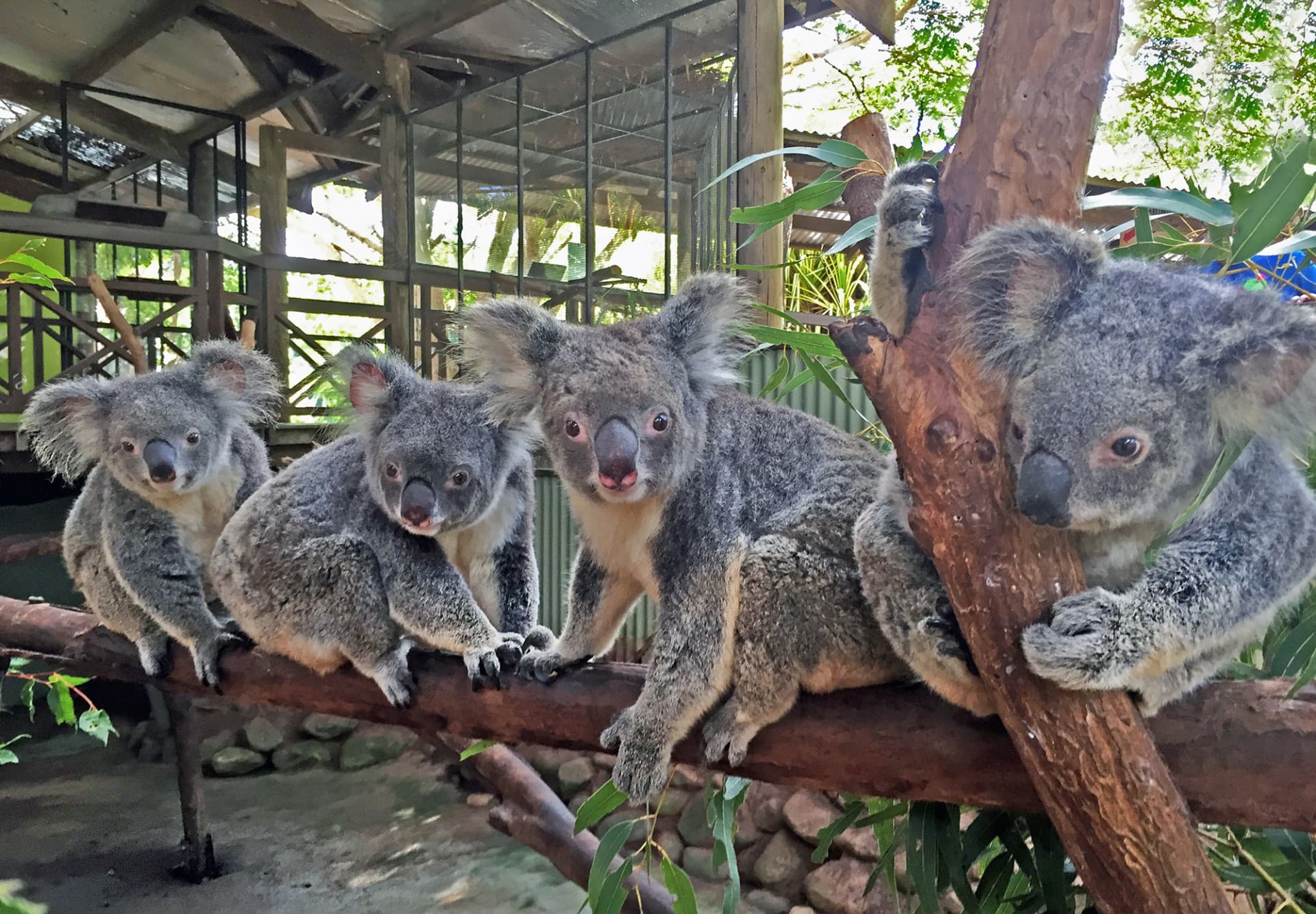 Full-Day Kuranda Tour with Skyrail Cableway, Scenic Railway and Rainforestation - სურათი 10