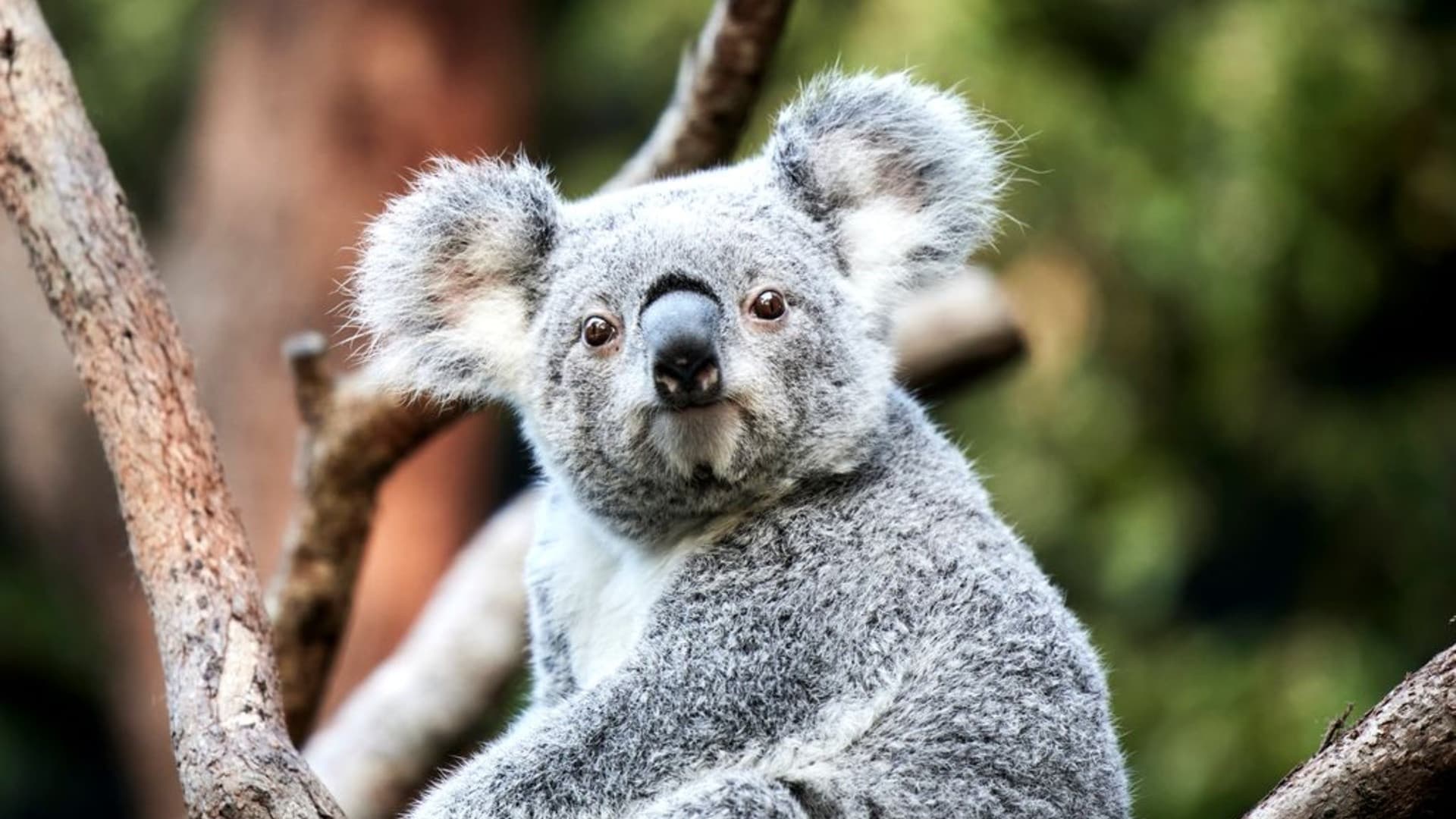 Taronga Zoo Ticket with Optional Round Trip Ferry - სურათი 10