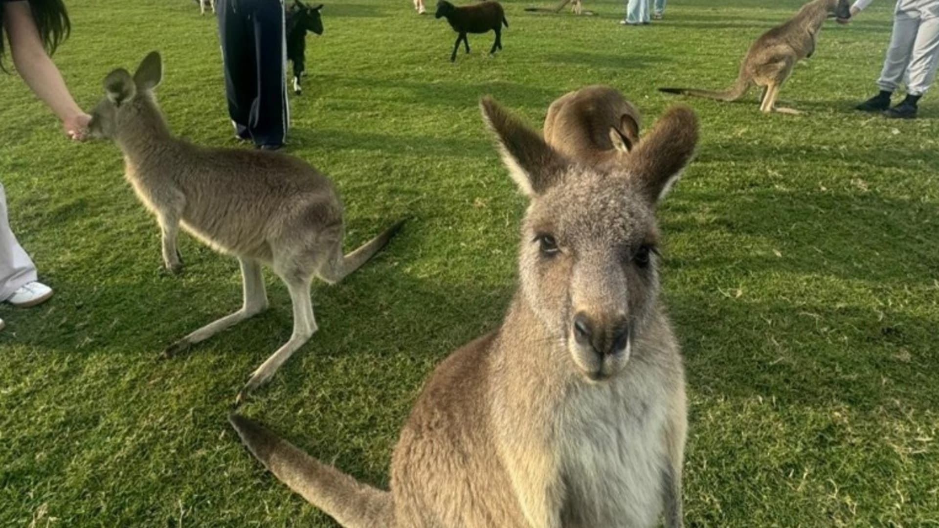 Port Stephens Tour with 4WD Ride and Sandboarding from Sydney - სურათი 7