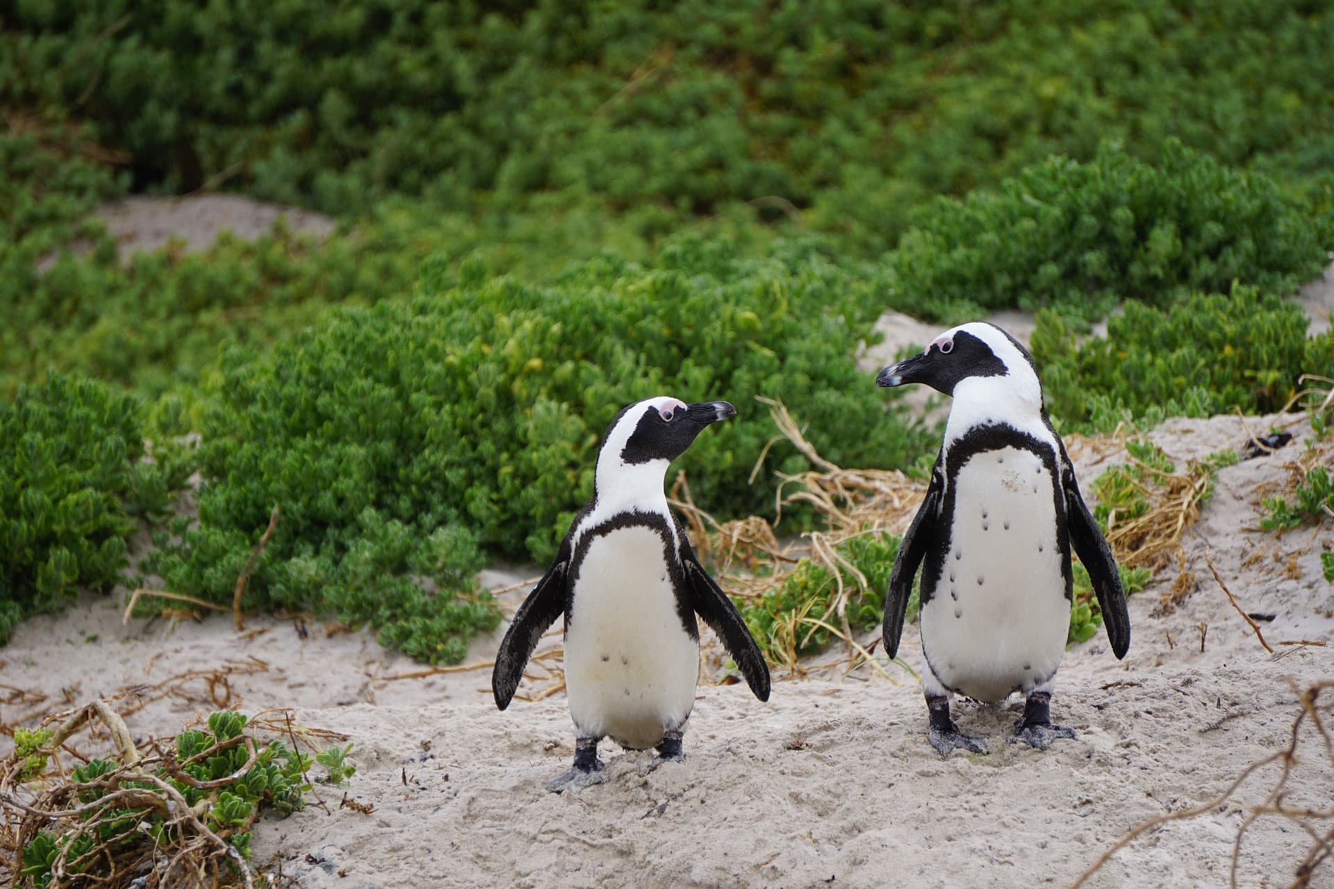 Phillip Island Nature Parks - Penguin Parade Ticket - სურათი 4