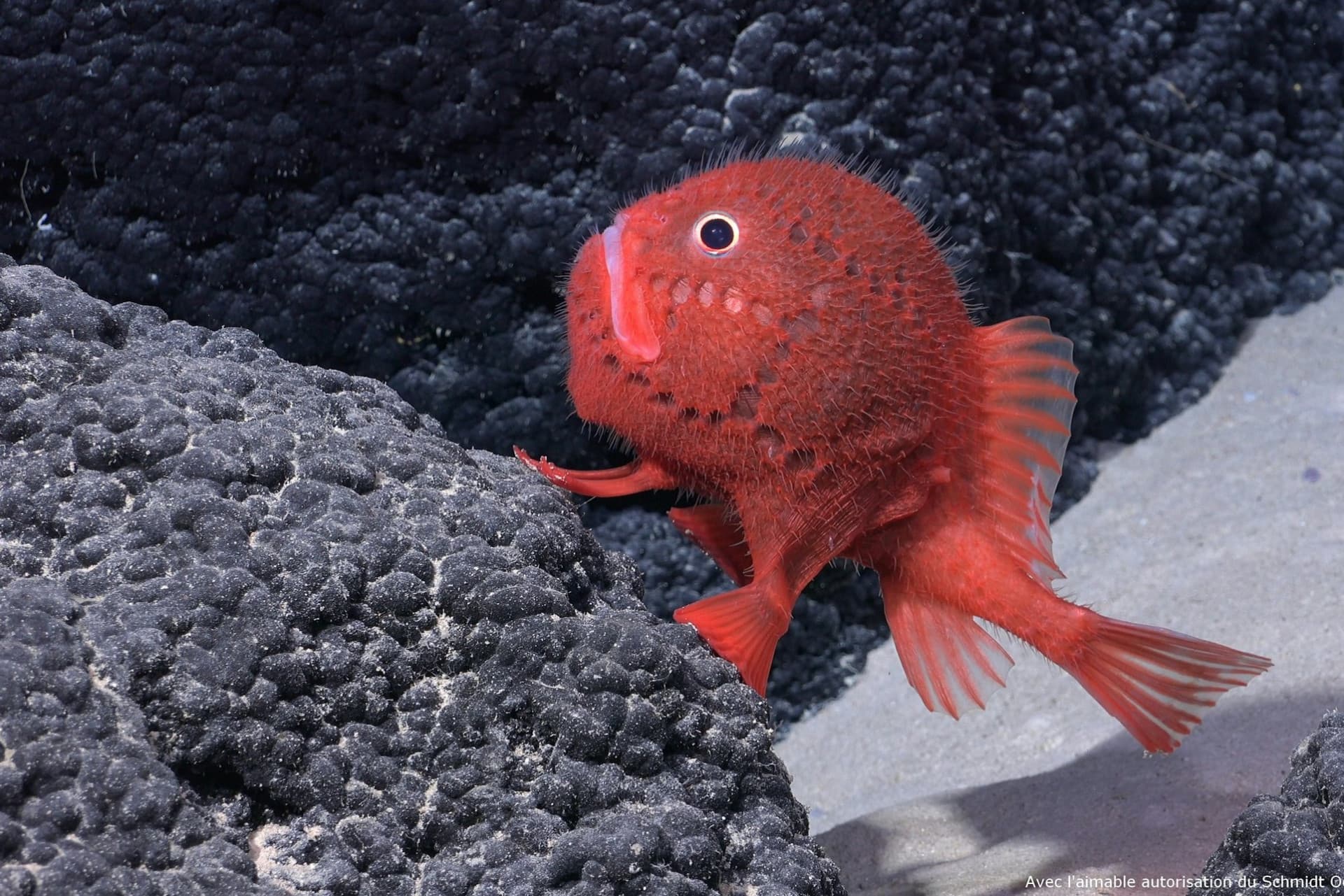 Nausicaa: Skip The Line Ticket - სურათი 11