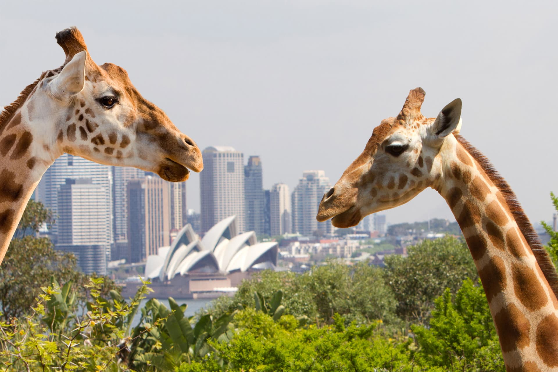 Go City Sydney All-Inclusive Pass: Save up to 50% on Attractions - სურათი 9