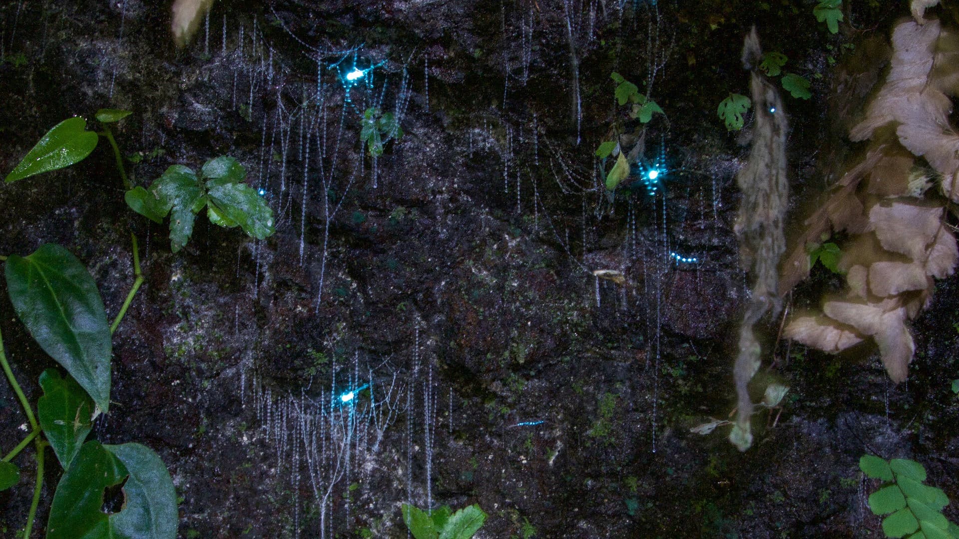 Guided Evening Rainforest Walk and Glow Worms Experience from Gold Coast - მთავარი სურათი