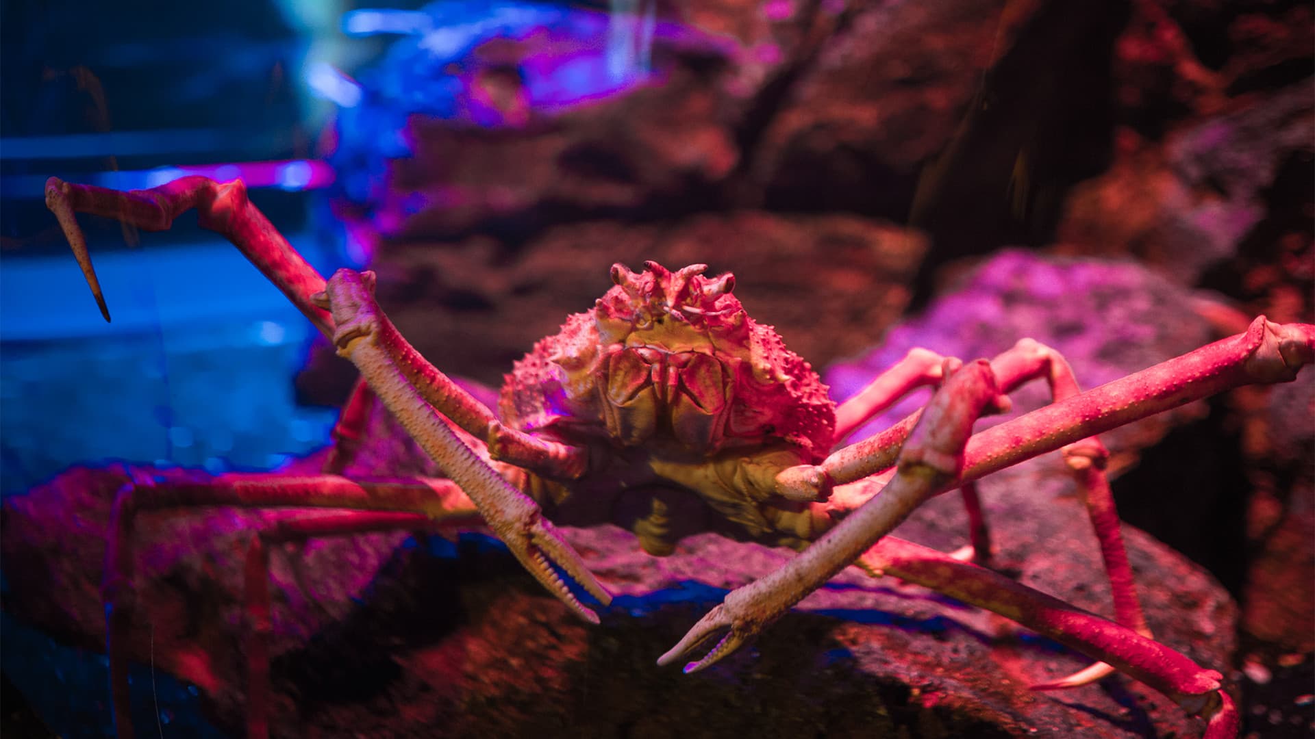 SEA LIFE Bangkok Ocean World Ticket - სურათი 3