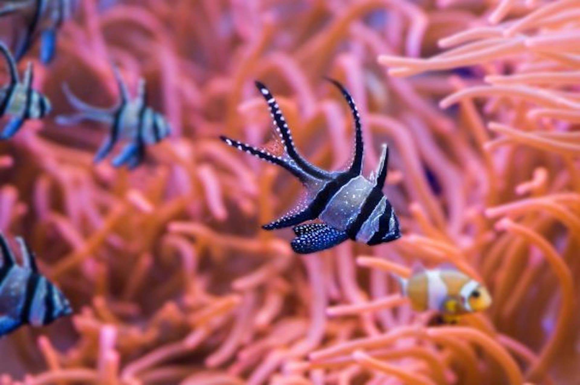 Seville Aquarium Ticket - სურათი 5