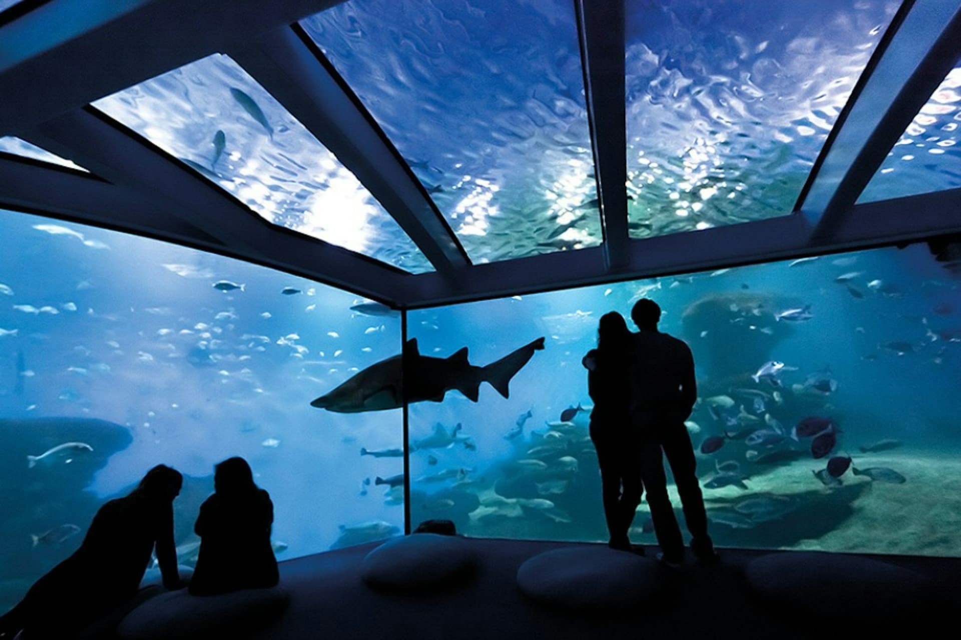 Palma Aquarium: Skip The Line Ticket + Optional 3D Cinema Aquadome - სურათი 7