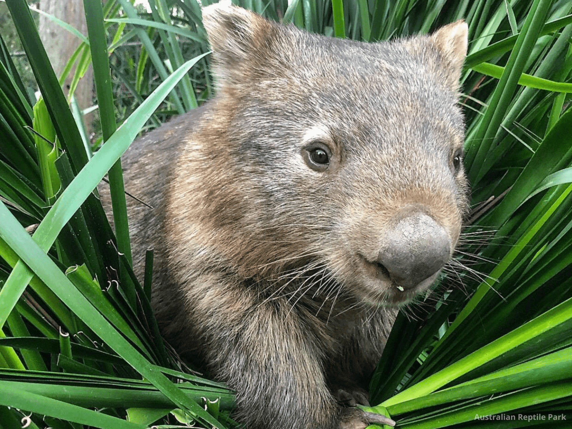 Australian Reptile Park - სურათი 48