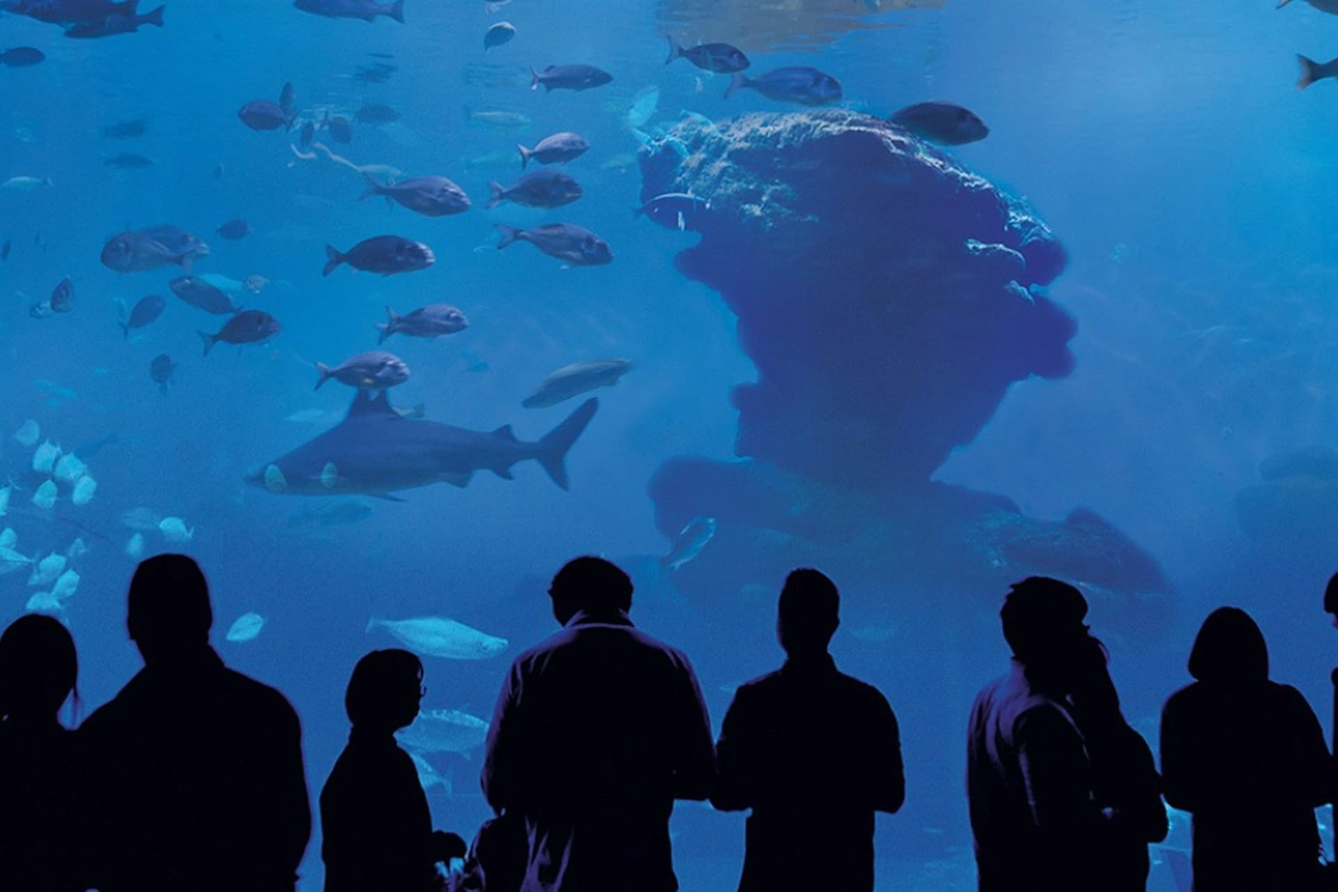Palma Aquarium: Skip The Line Ticket + Optional 3D Cinema Aquadome - სურათი 6