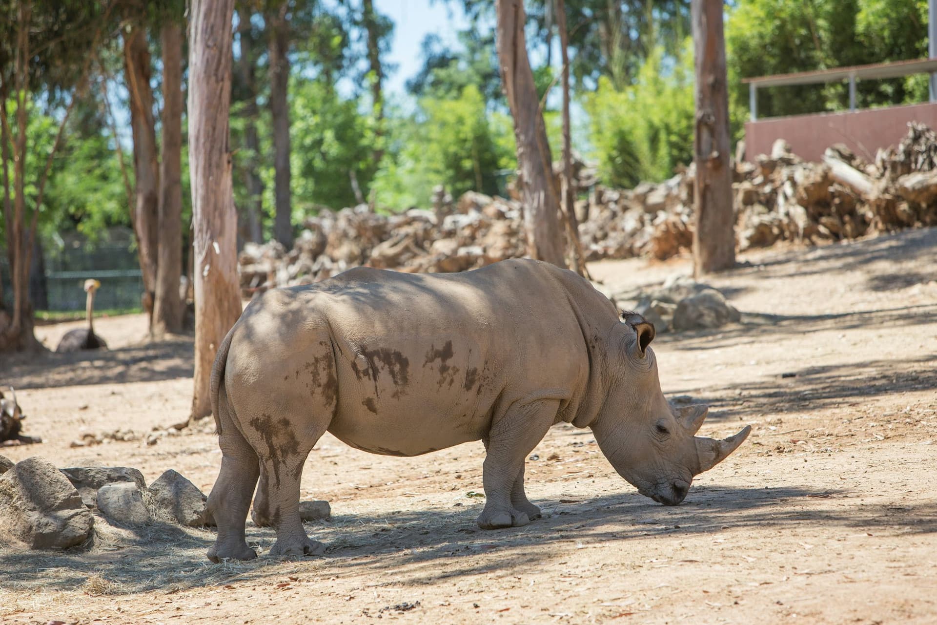 Zoo Santo Inácio Ticket - სურათი 2