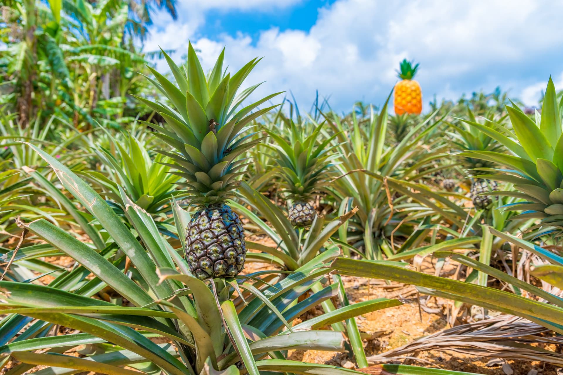 Okinawa Nago Pineapple Park - სურათი 11