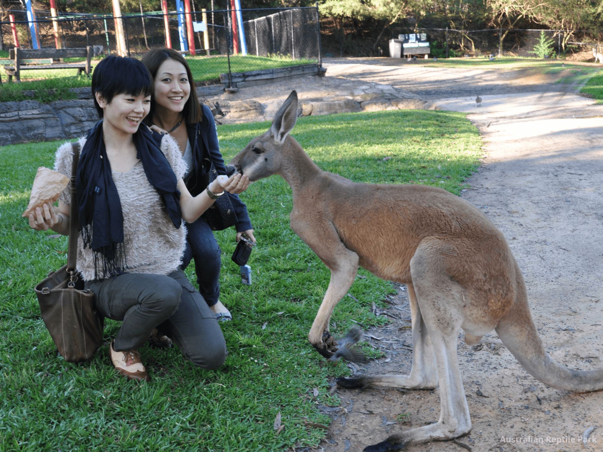 Australian Reptile Park - სურათი 14